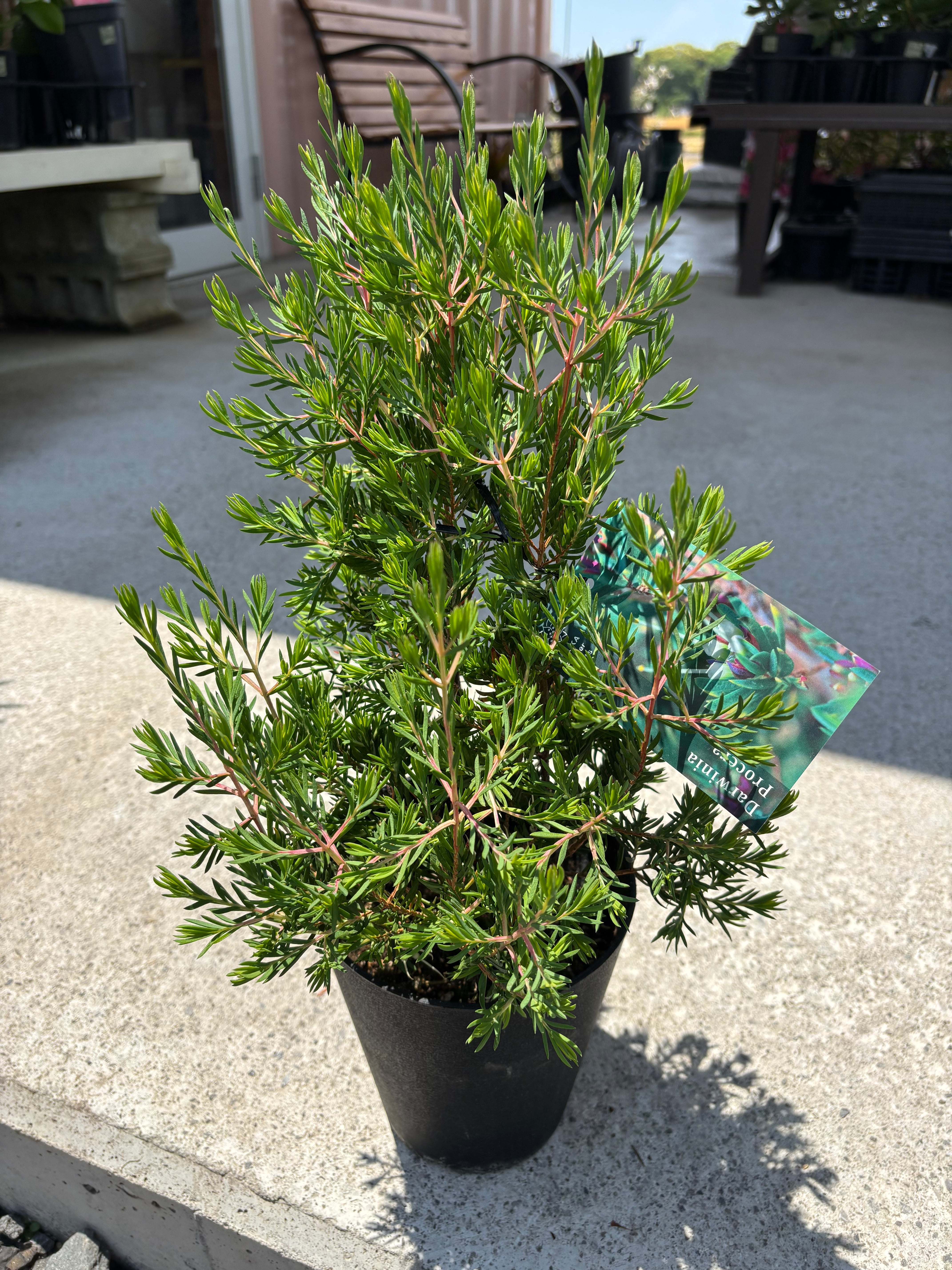 サンスベリア タワー 斑入 Tower Variegated サンセベリア タワー 斑入 Sansevieria Tower Variegated｜タワー型