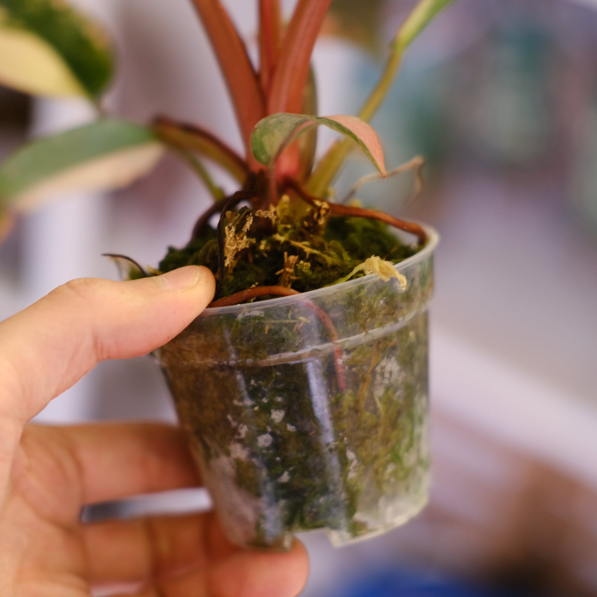 フィロデンドロン・レッドコンゴ⑤│Philodendron Red Congo｜観葉植物