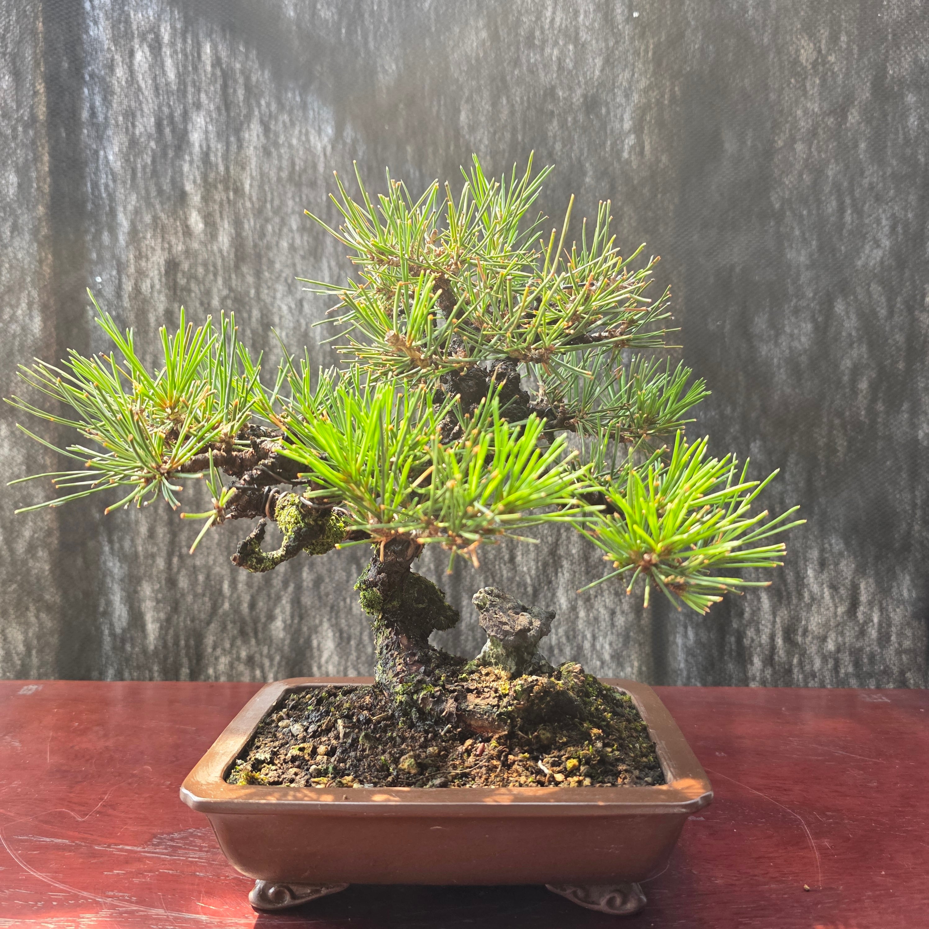 公式EC】BONSAI IKUMA