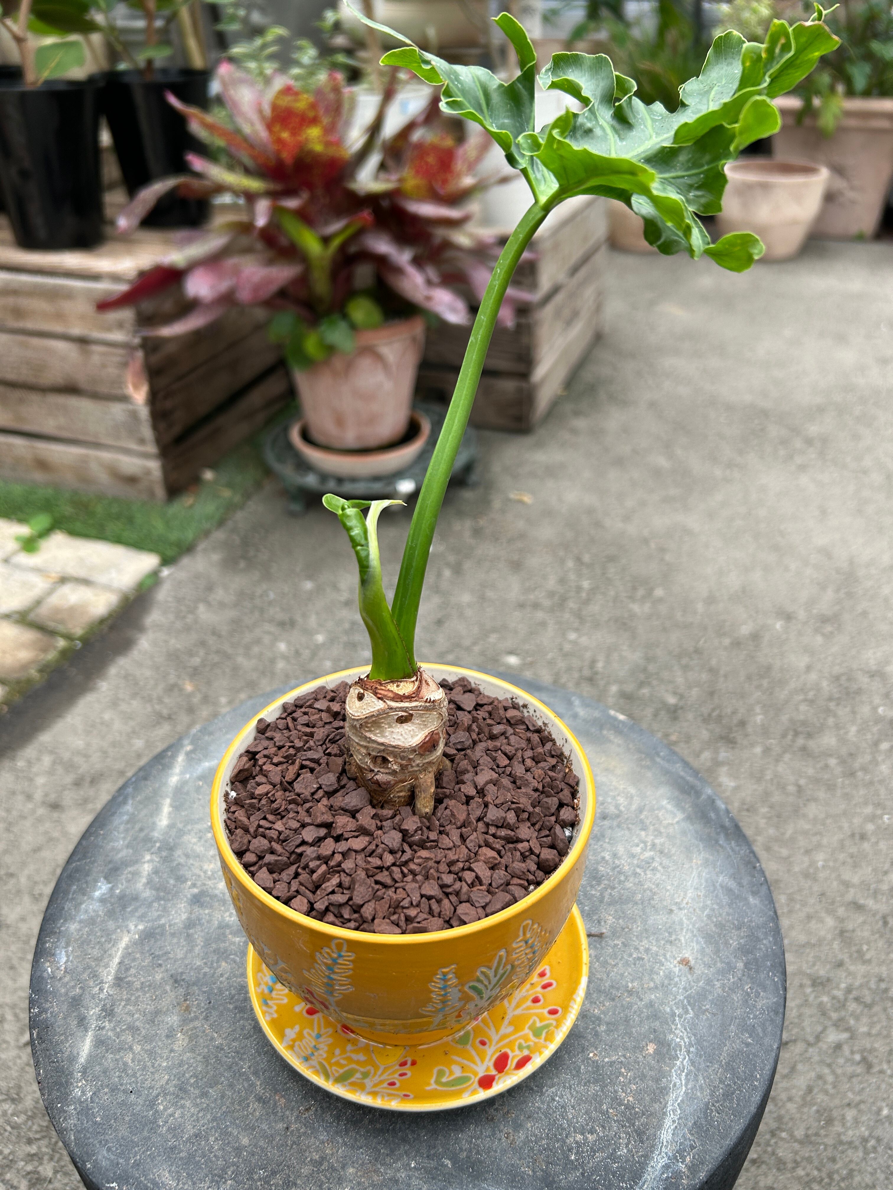 観葉植物 | オニ通