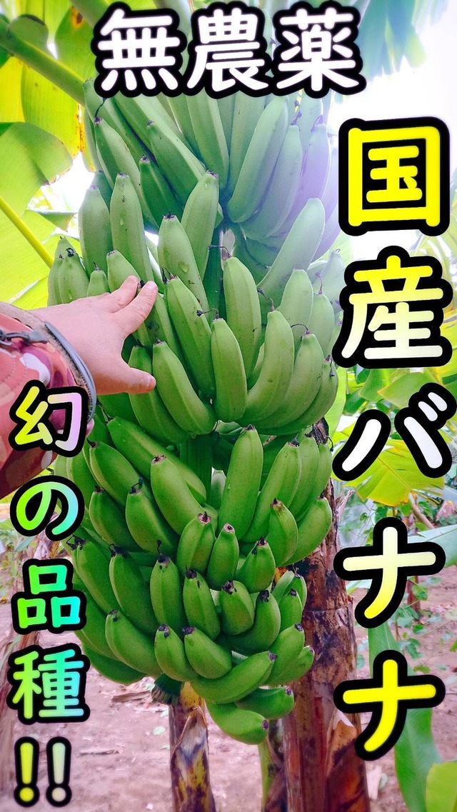 【農薬・化学肥料】幻の品種グロスミシェル！！国産バナナ プチサイズ1.8kg【栽培期間中不使用】