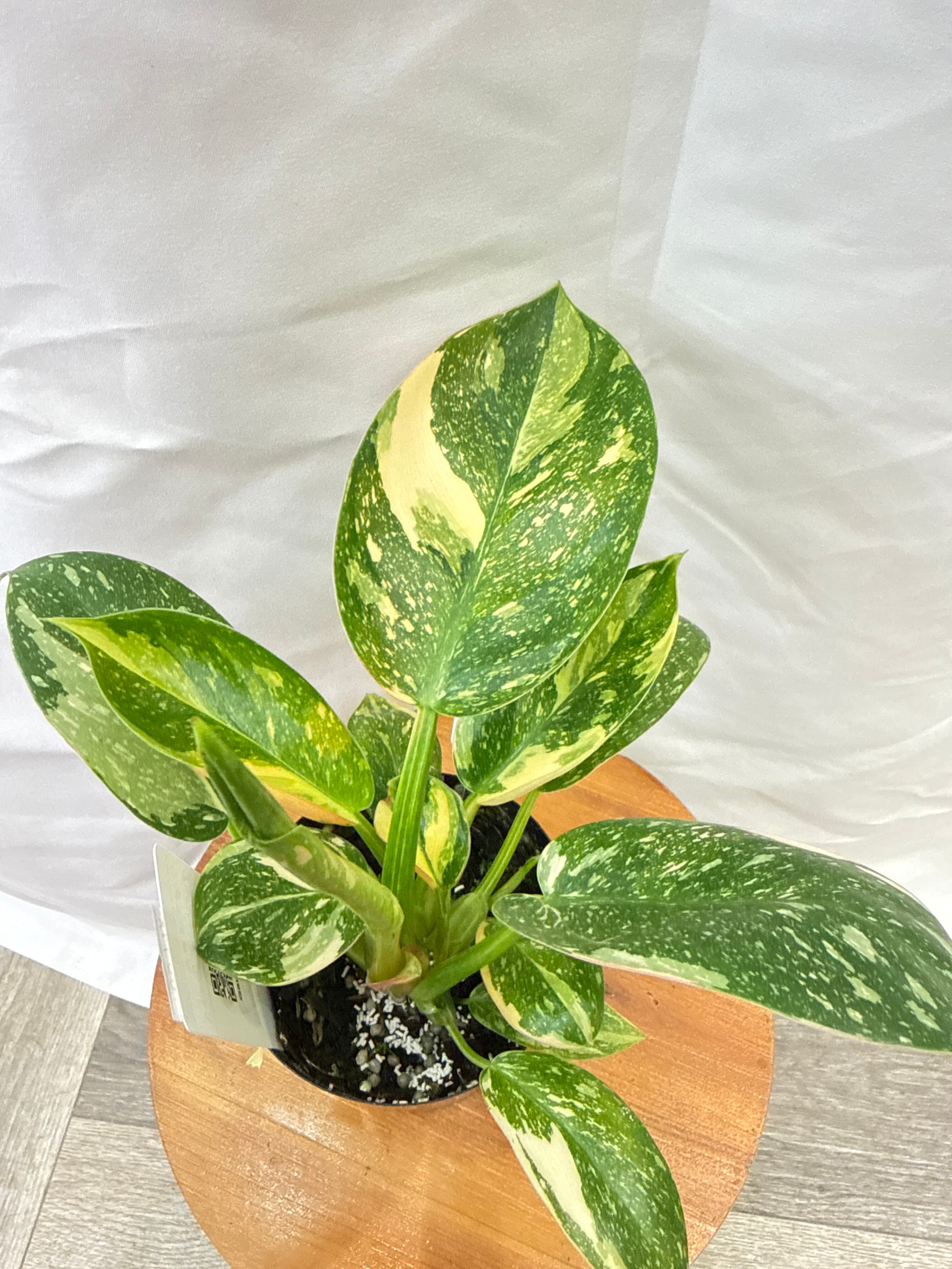 フィロデンドロン | Gardenえん 【観葉熱帯植物】