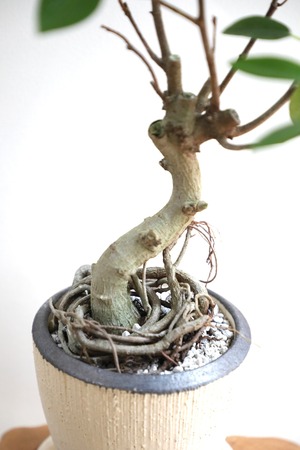 【M】フランスゴムの木 曲げ木仕立て/Ficus rubiginosa  ※陶器鉢付き