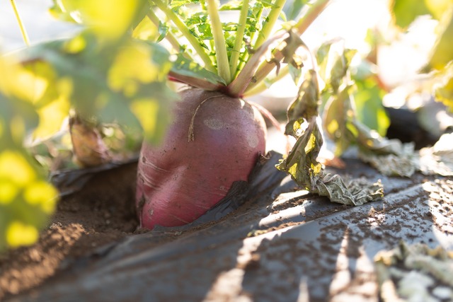 お正月を楽しむセット