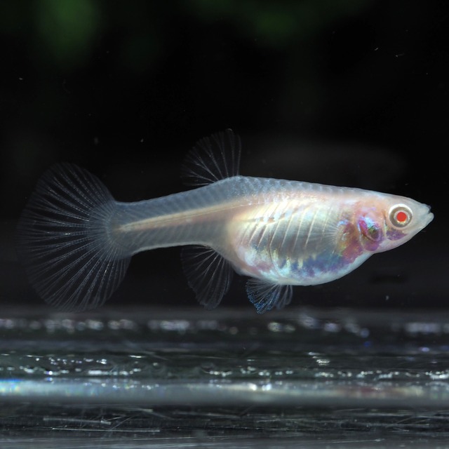 専用　RREAスーパーホワイト　若魚3ペア