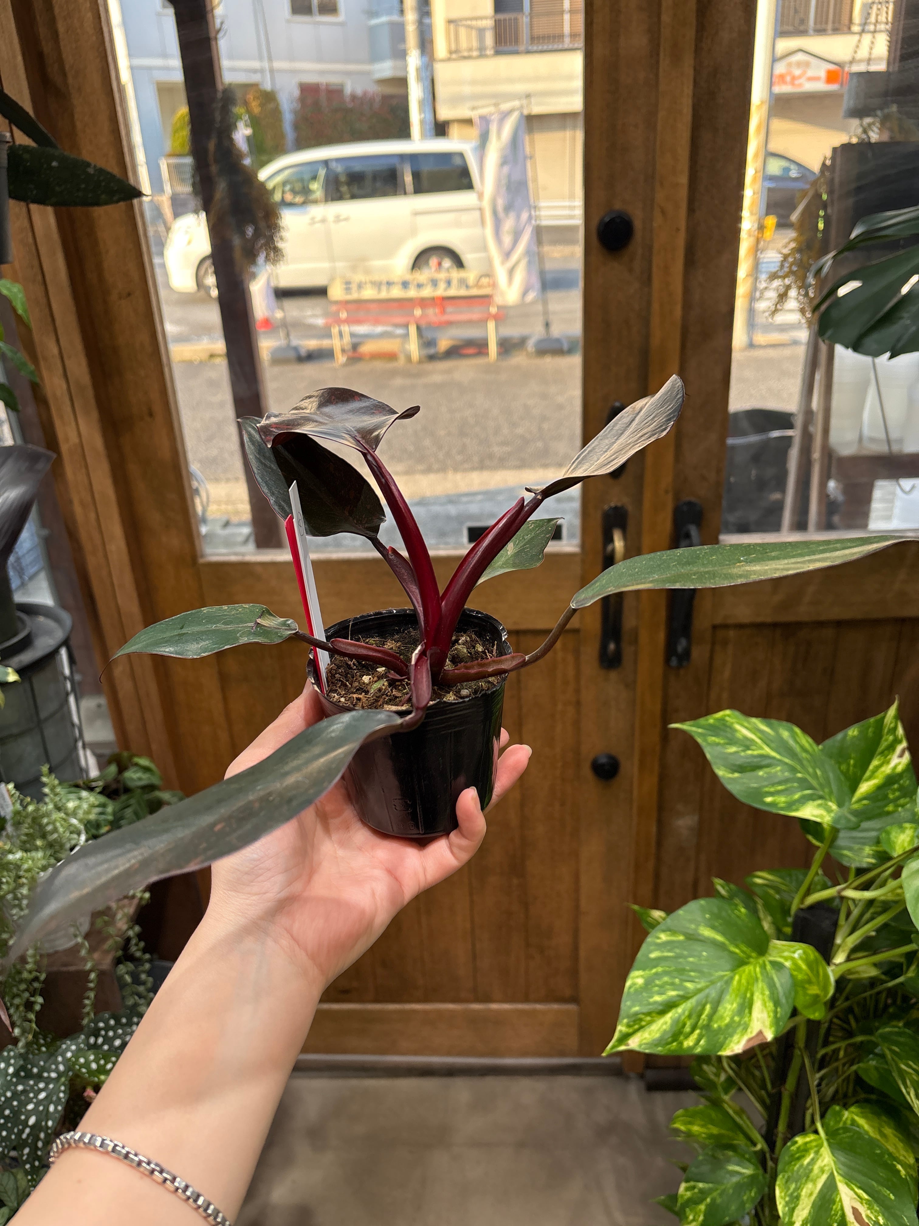 B フィロデンドロン オレンジプリンセス | MIDORIYA 観葉植物専門店