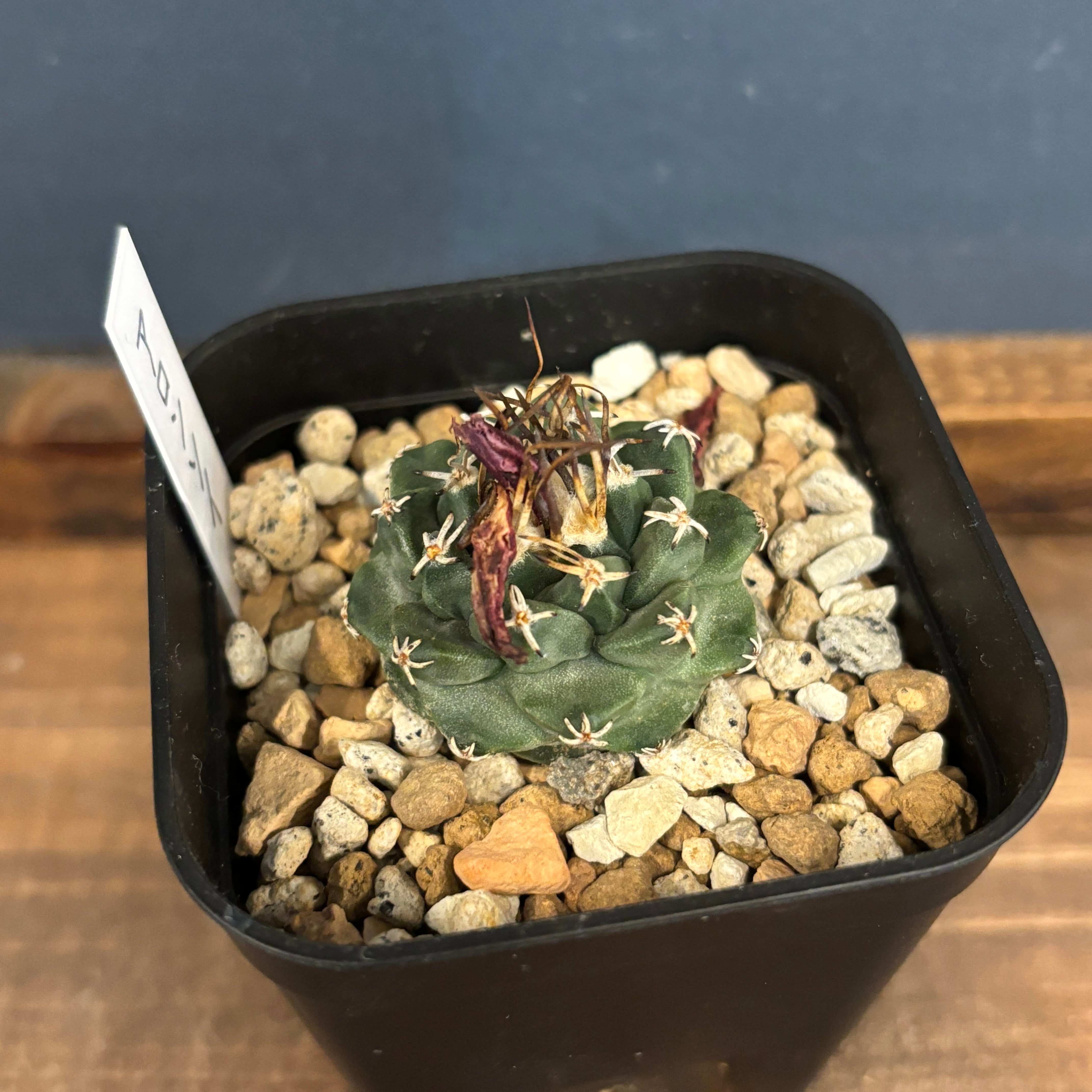 サボテン ツルビニカルプス アロンソイ【503】 | PROTOLEAF プロトリーフ