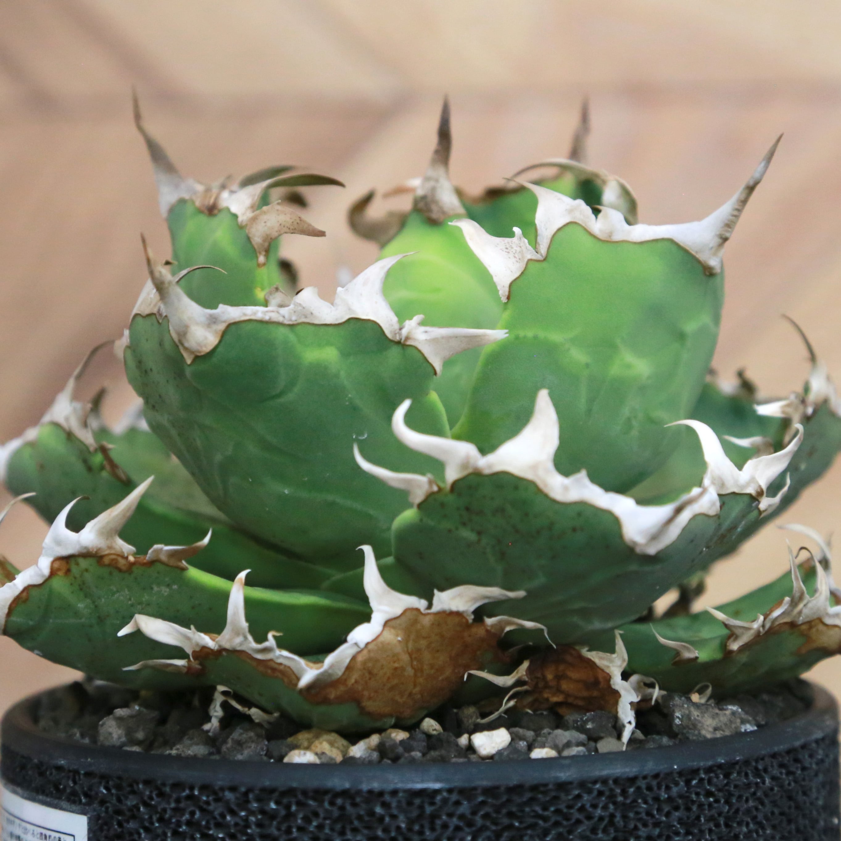 【写真の株、現物販売します】　アガベ　チタノタ　梭子蟹　ワタリガニ Agave Titanota 蟹 (Crab) アガベ チタノタ / 中株(4号鉢)/Lot.001