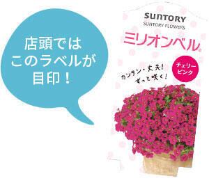 ミリオンベル レッド | 花のとびつか