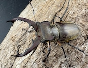 【WD】《ディボウスキーミヤマ原名亜種(チョウセンミヤマ) 遼寧省産 57mm ペア》