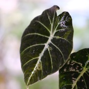 【斑入り】アロカシア ブラックベルベット② / Alocasia reginula 'Variegated'