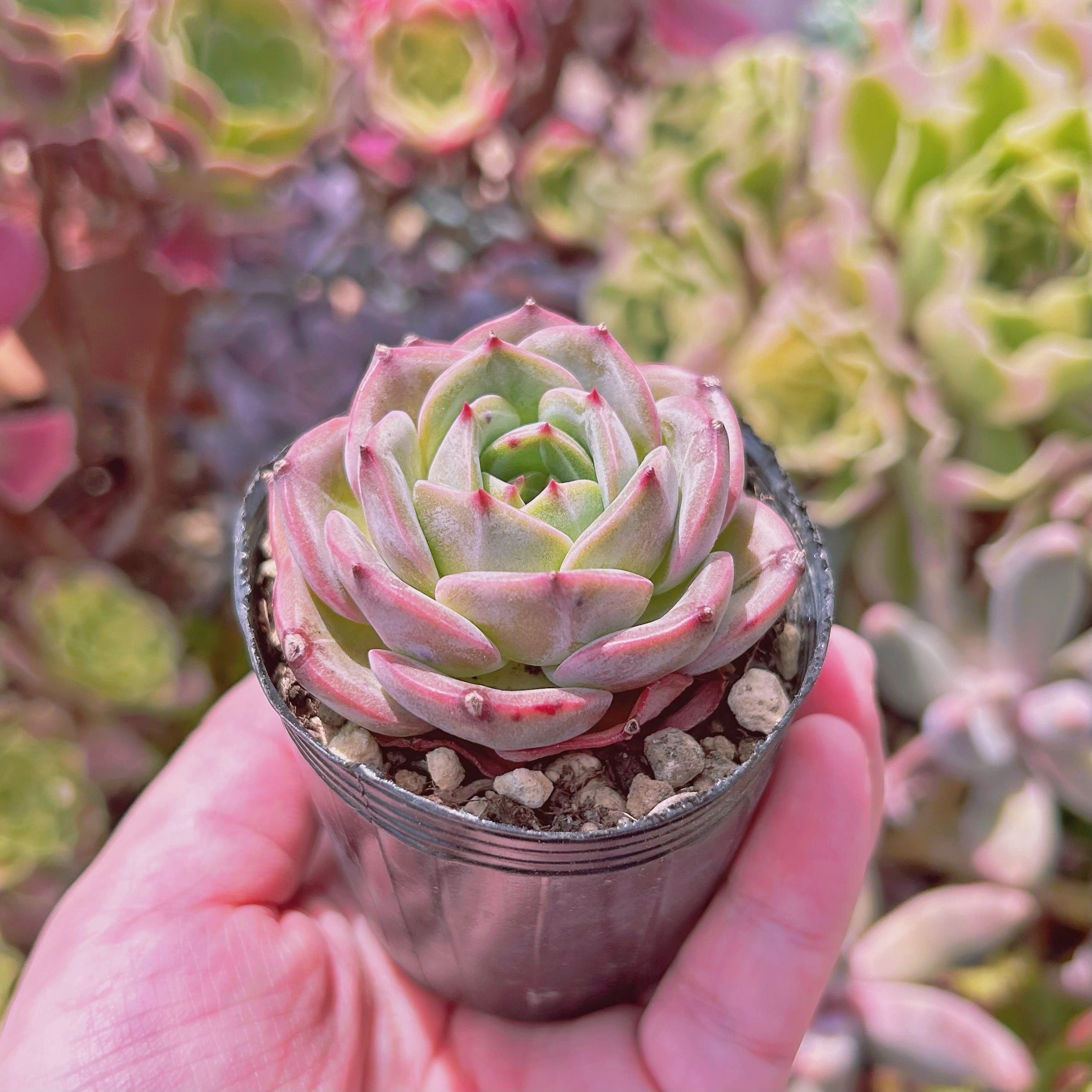多肉植物アンストーン