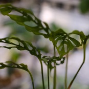 【実生】モンステラ オブリクア ペルー / Monstera Obliqua Peru⑩ / 観葉植物