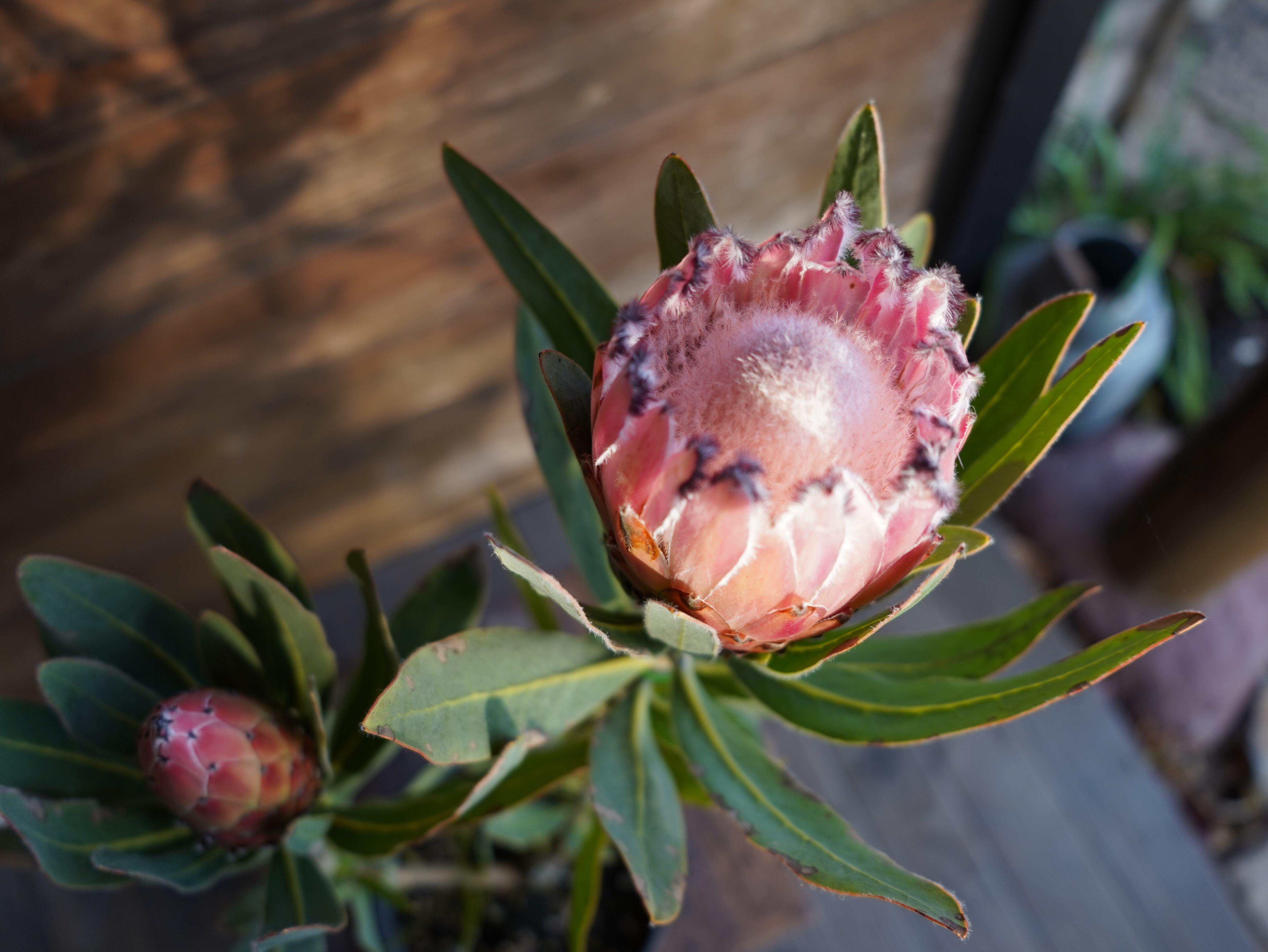 【現物】プロテア ”オーストラリスピンク” C