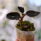 Ludisia discolor var. nigrescens / ルディシア ディスカラー ニグレスセンス⑦ / 観葉植物
