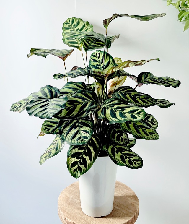 ドラセナ コンシンネ ホワイトボリー 観葉植物 大型