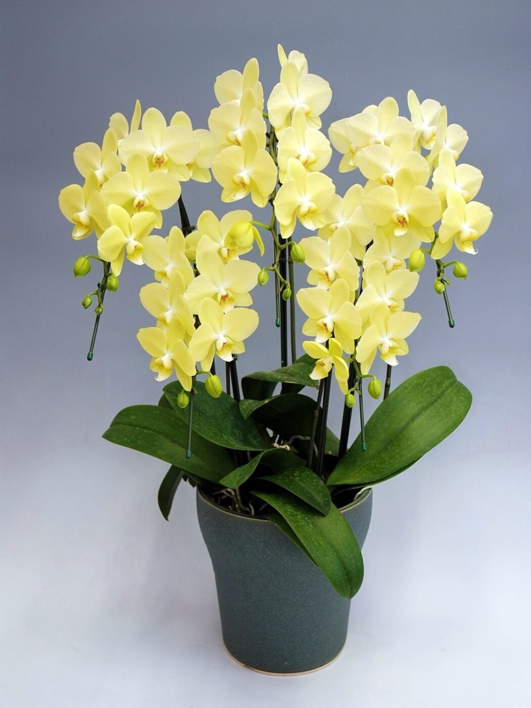ミディ胡蝶蘭「ライムライト」5本立ち(胡蝶蘭096) | 花you
