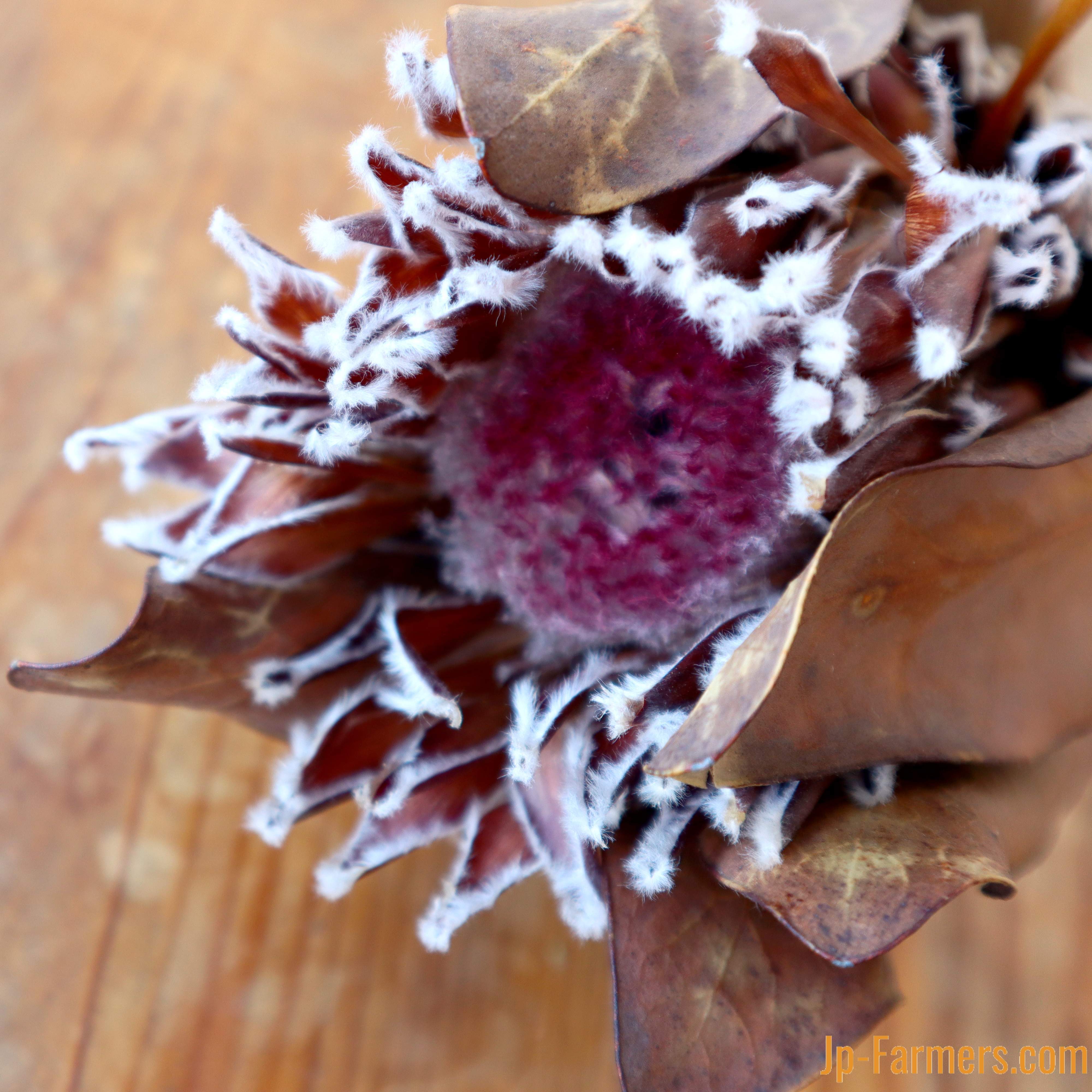 プロテアのドライフラワー エンプレス Jp Farmers Com