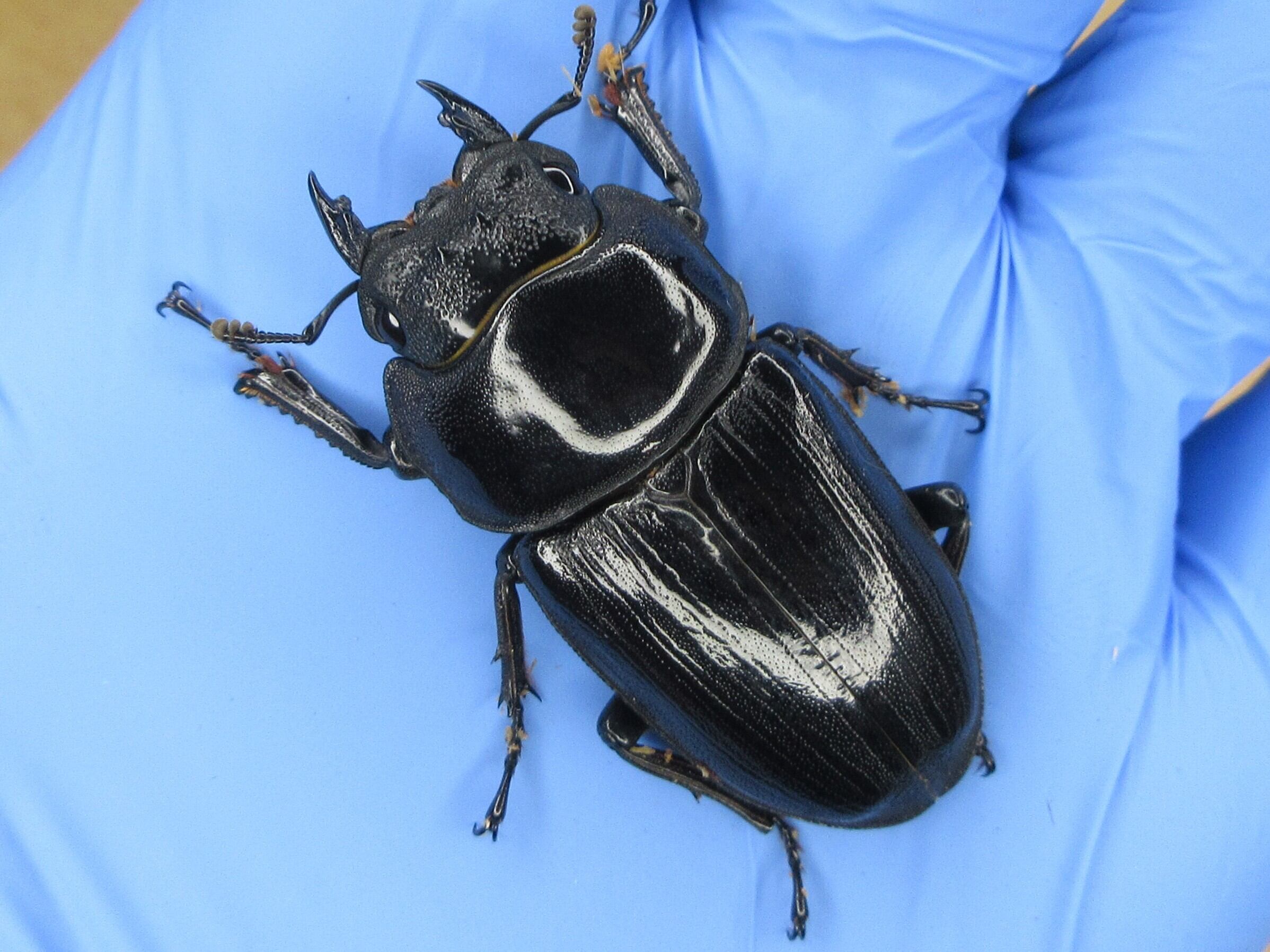 オオクワガタ 標本 死虫 能勢YG血統 脅威の88.8ミリ！ オオクワガタ 能勢YG血統ペア ♂84.3ミリ♀54.8ミリ