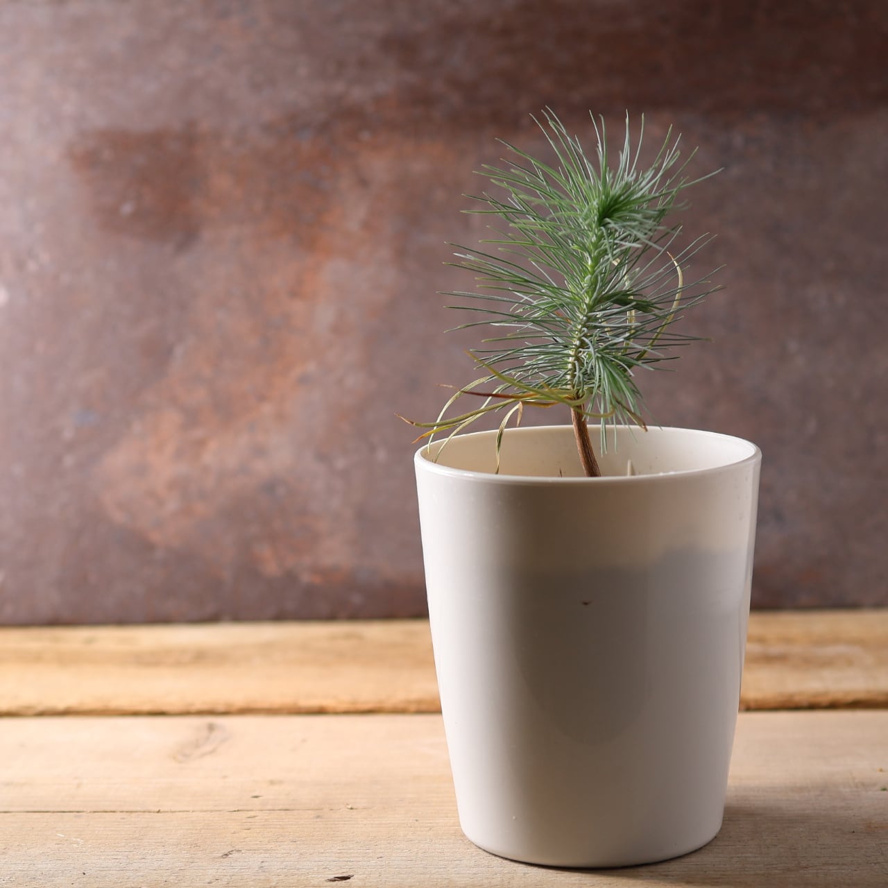 マルチネス　ピニョンマツ　株立ち マルチネス ピニョンマツ 株立ち - メルカリ