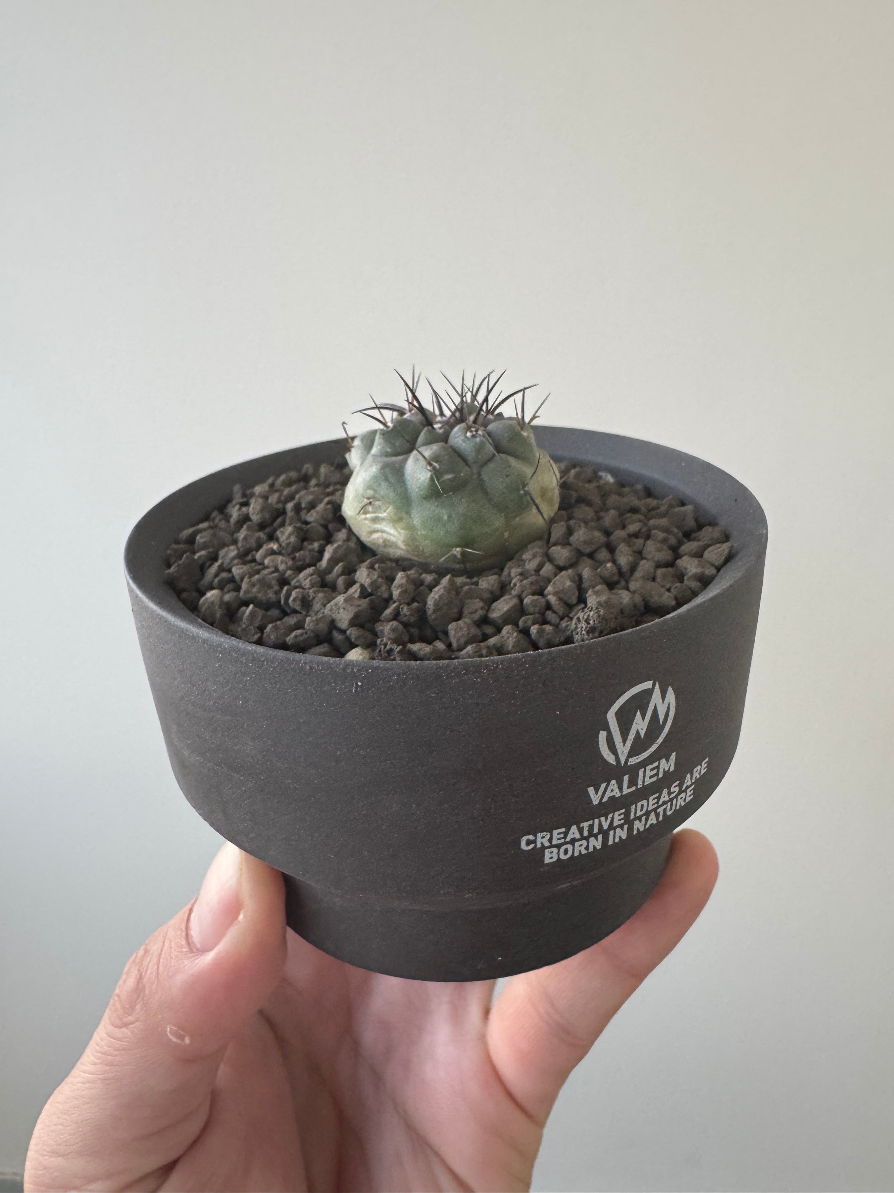 新着】Copiapoa cinerea × VALIEM GHOST【俺の黒王丸】コピアポア
