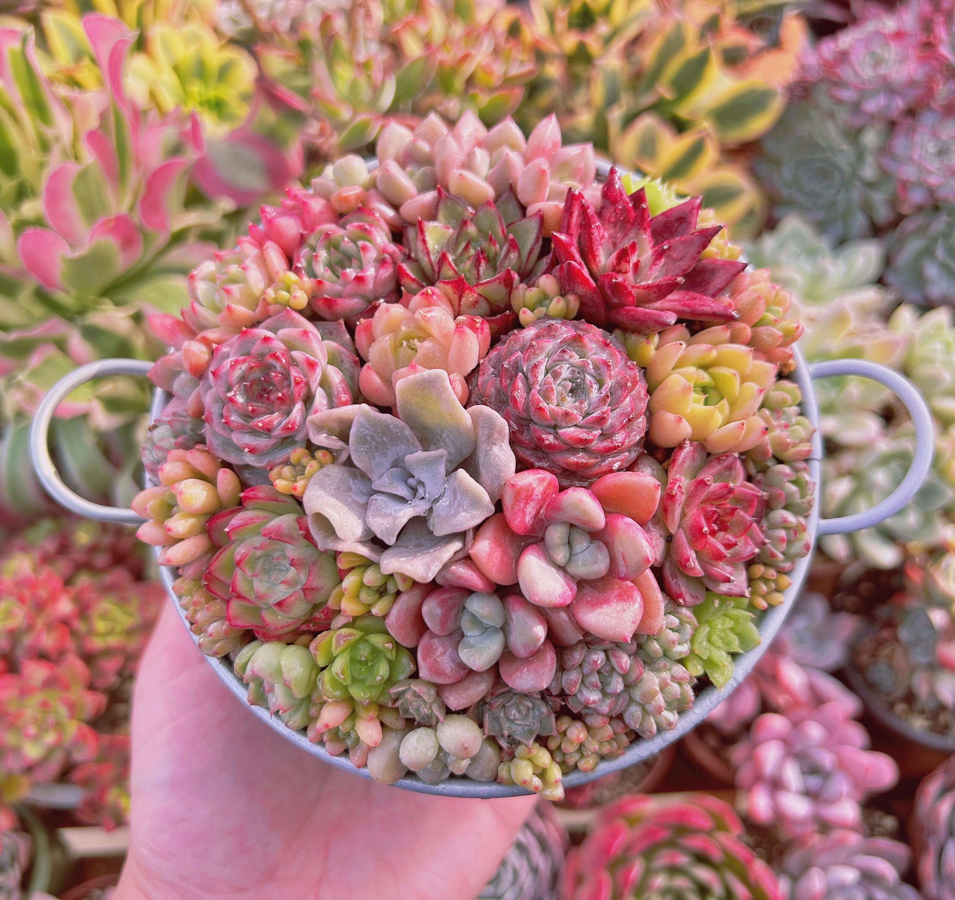 寄せ植え用セット(群生入り) るる農園 | るる農園~多肉植物専門