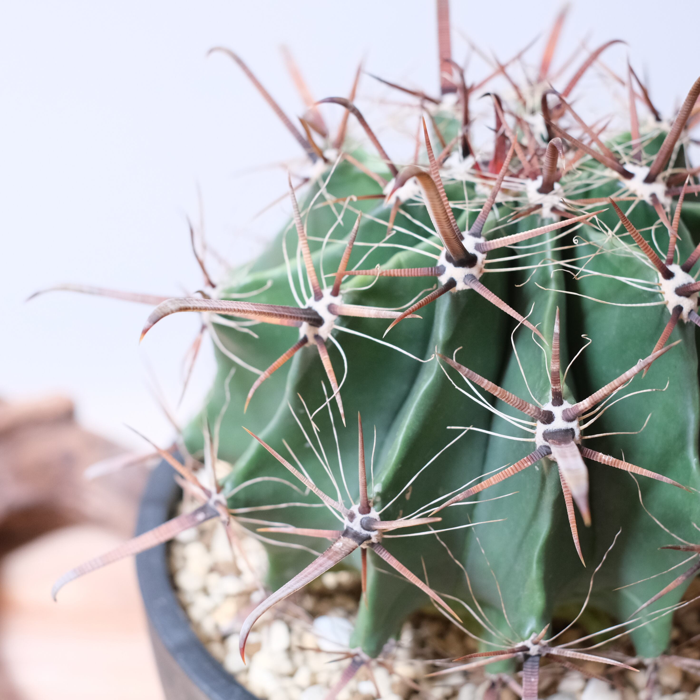 希少】サボテン 巨鷲玉