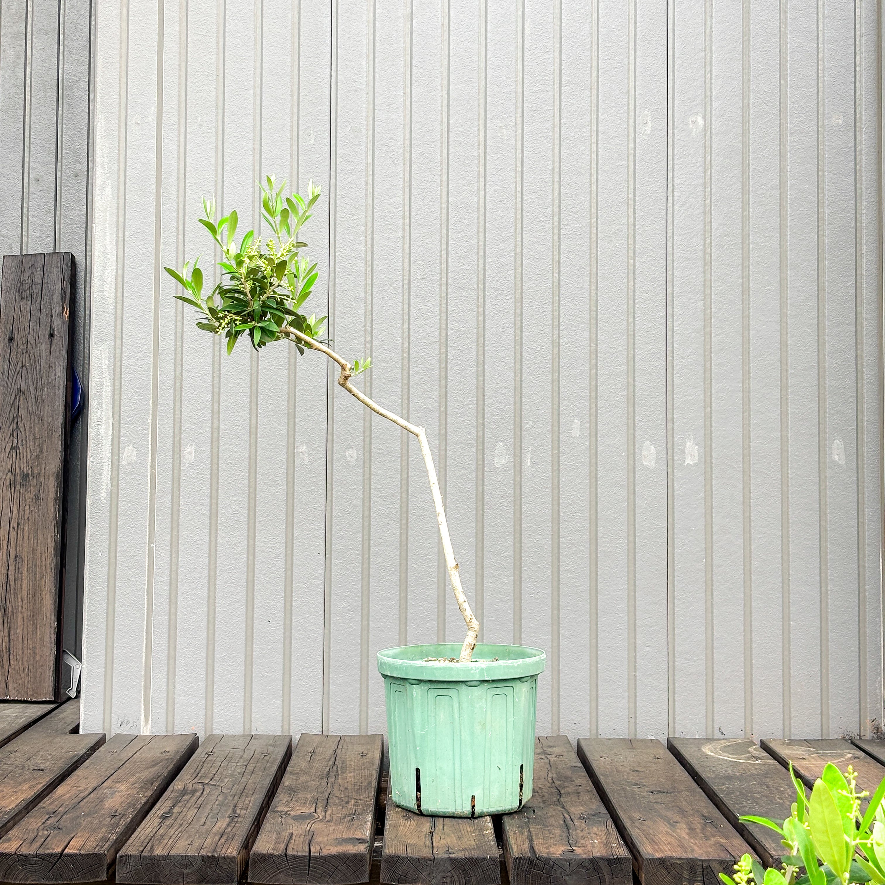 オリーブ 鉢植え 送料無料 アルベキナ｜育てやすい シンボルツリー