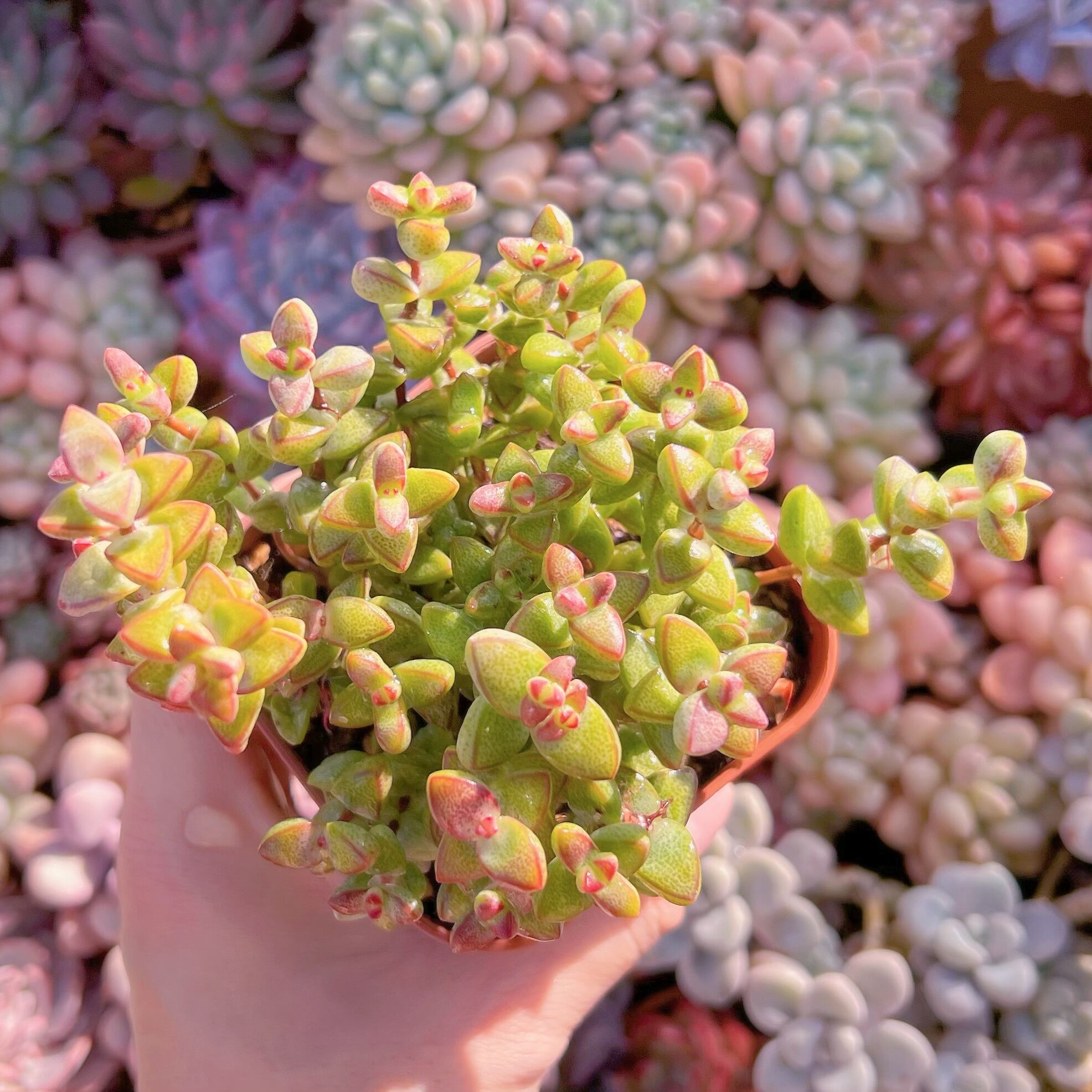 現品　ラブハート#A13   るる農園