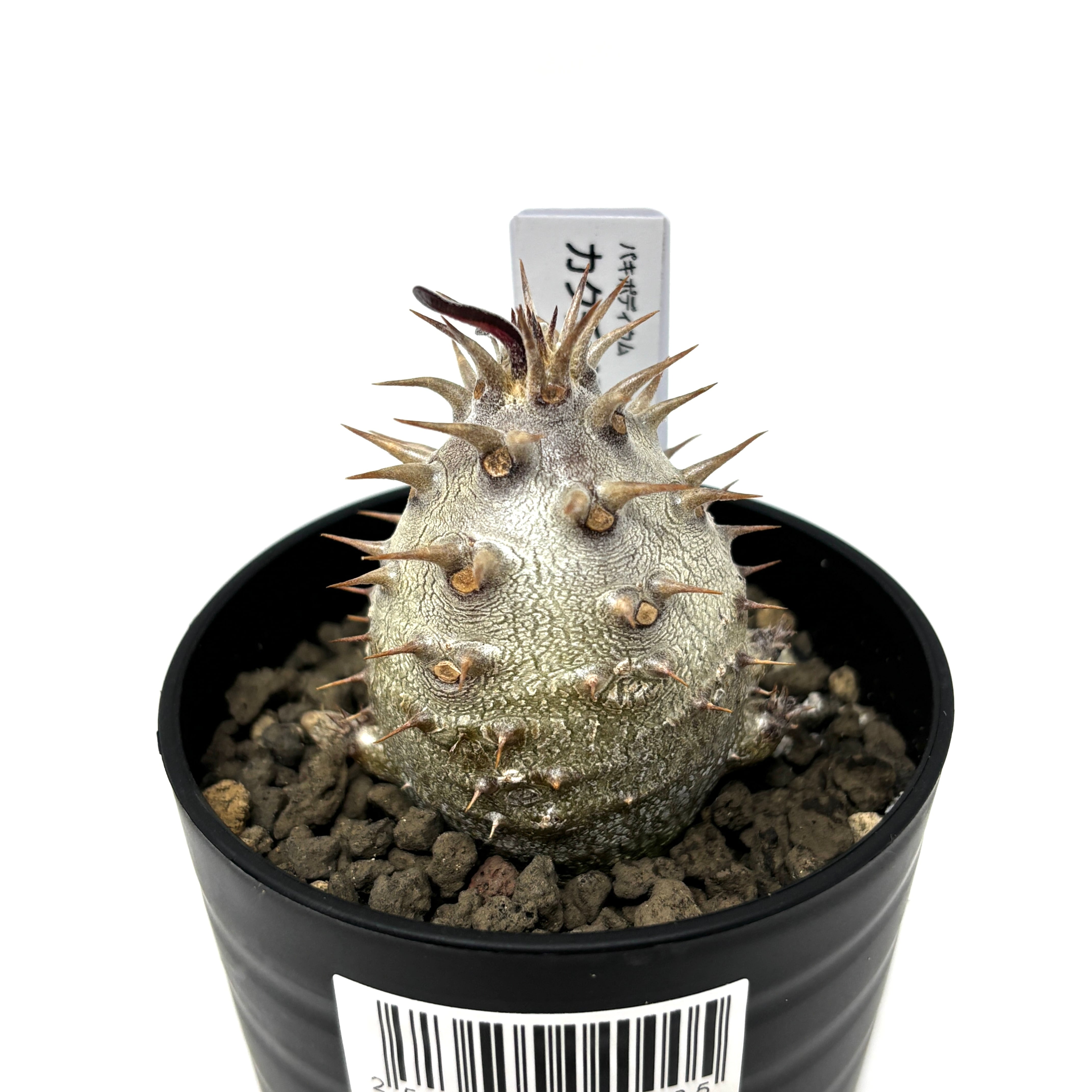 パキポディウム　カクチペス パキポディウム・カクチペスの育て方｜赤い肌をもつ