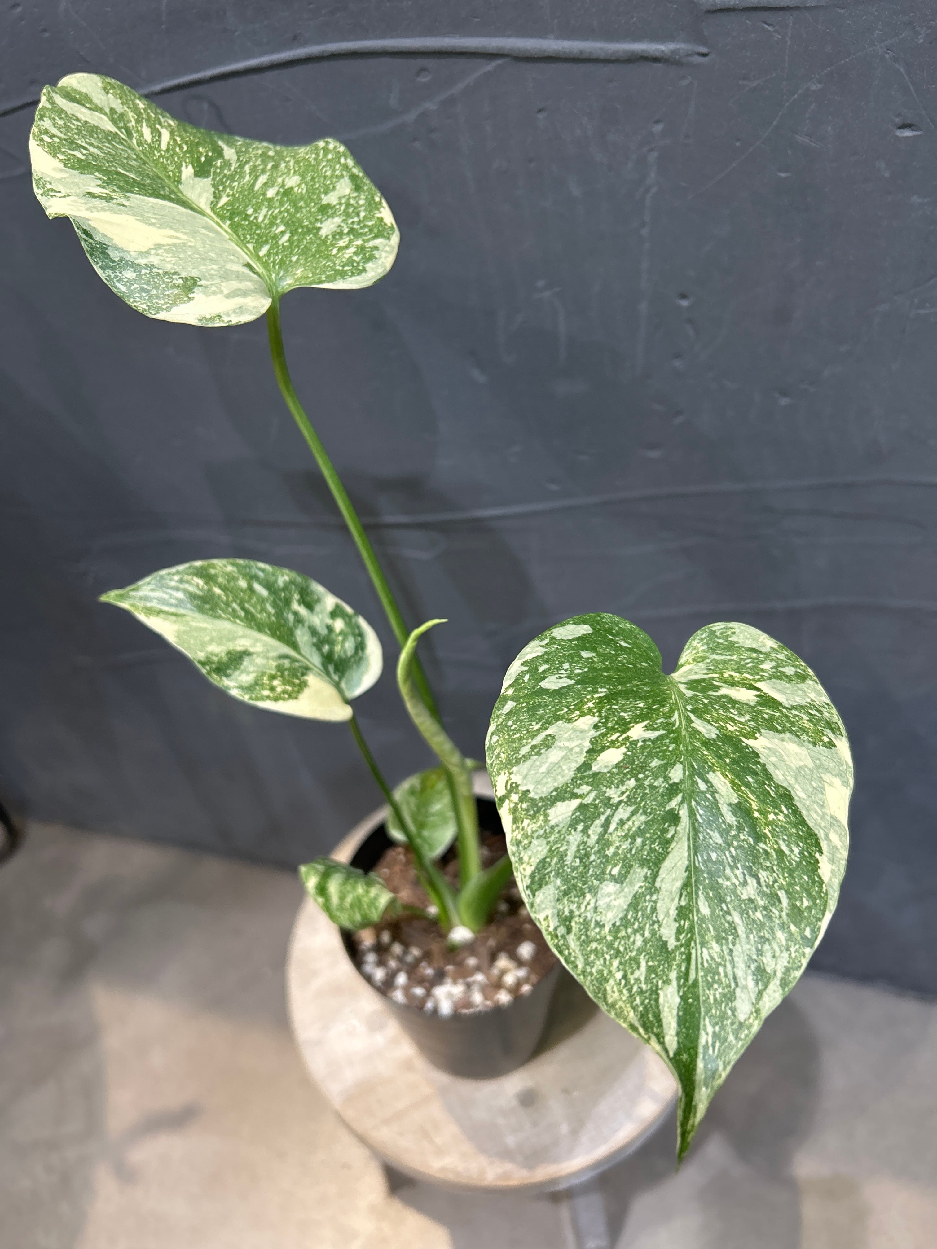 A モンステラ グリーンスノー | MIDORIYA 観葉植物専門店