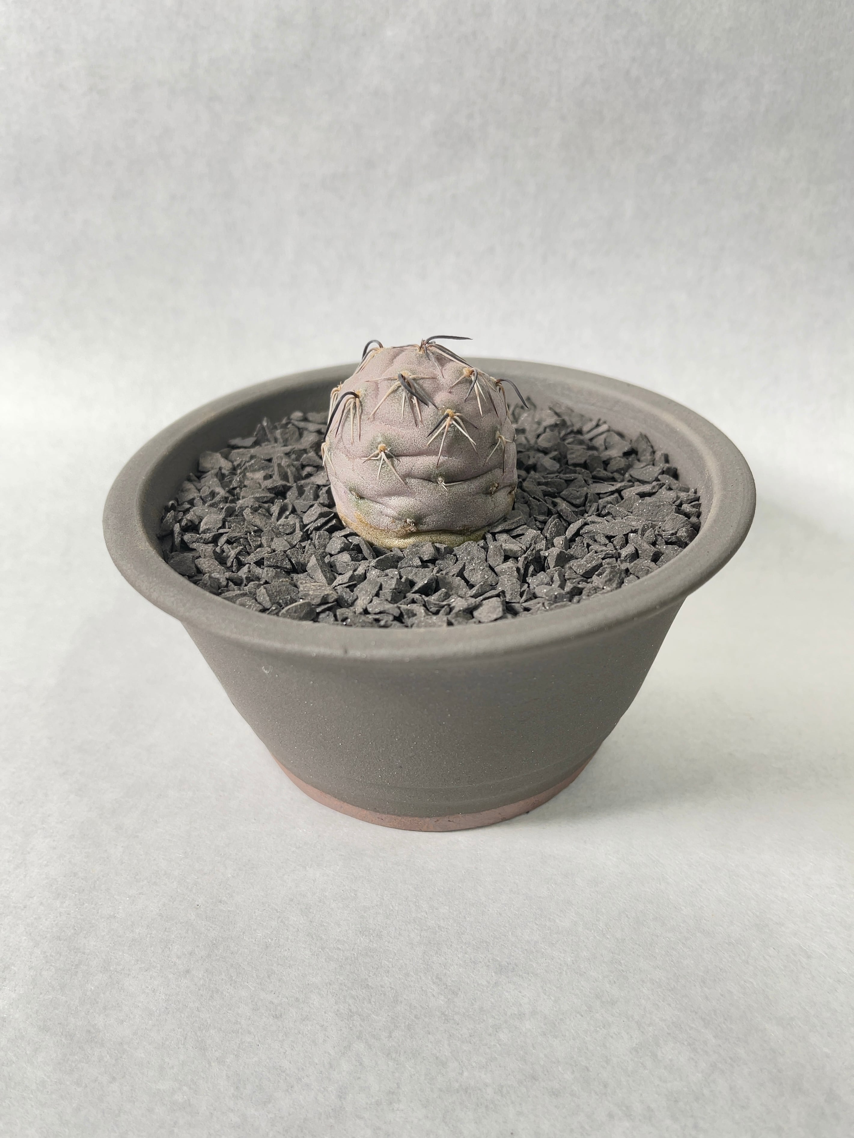 テフロカクタス　ゲオメトリクス テフロカクタス ゲオメトリクス／Tephrocactus geometricus no.