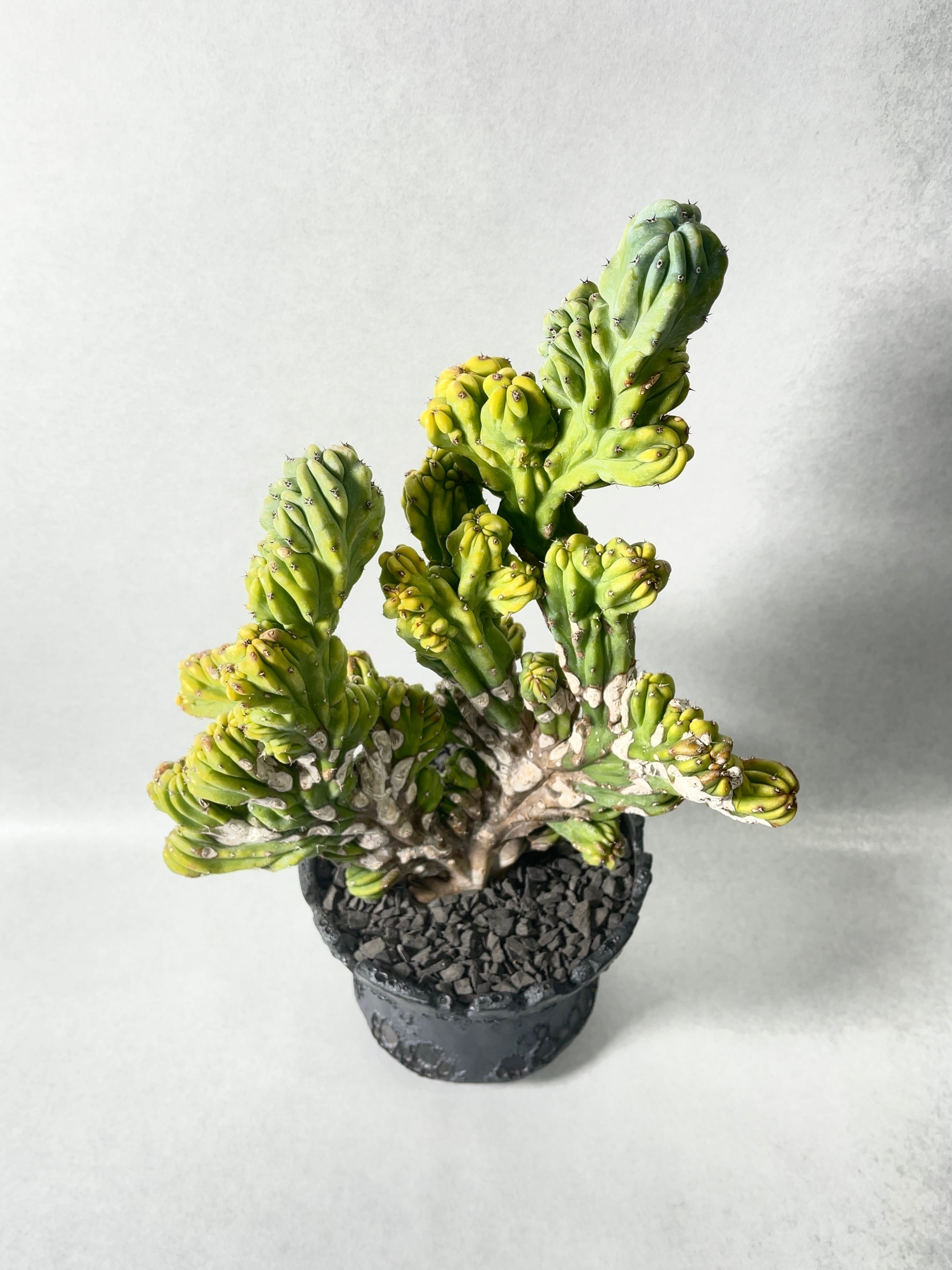 ミルチロカクタス・竜神木綴化 | trigger