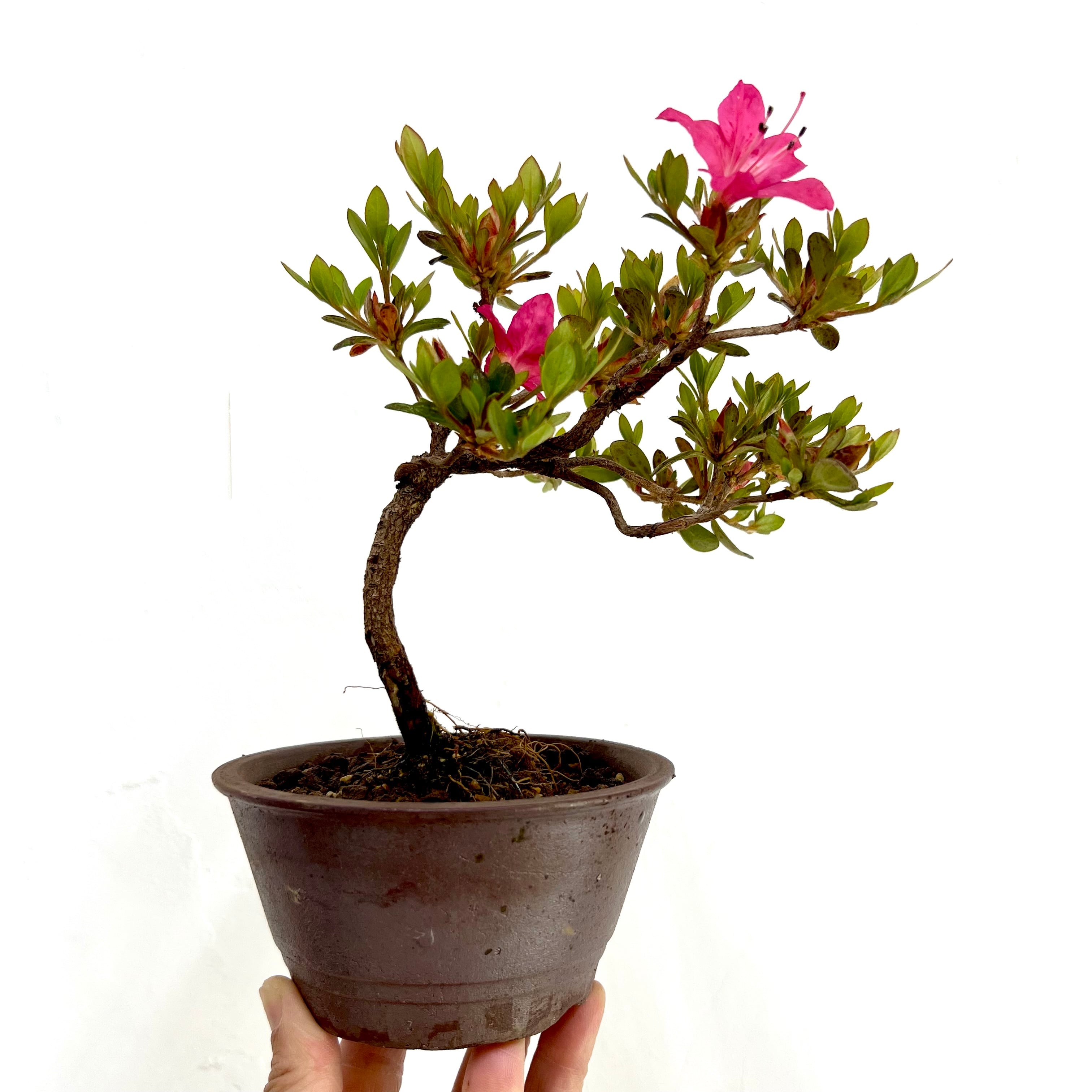 ツツジ 紫八重 ミニ盆栽｜高さ 約18cm | BONSAI Labo ウエブショップ