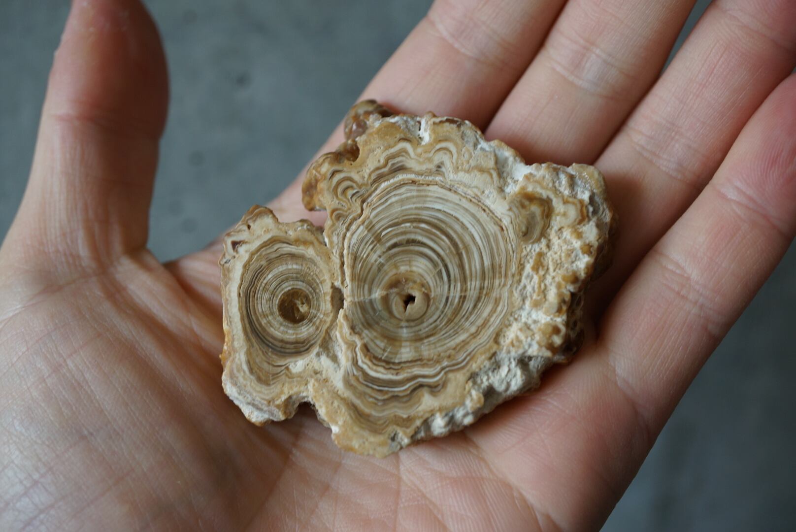 モロッコ産カルサイト/アラゴナイト Calcite / Aragonite 1861 | 叙景