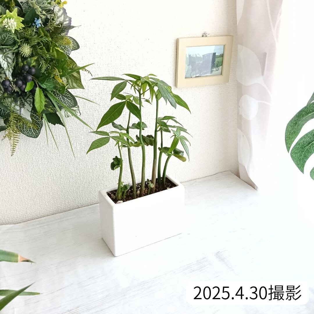実生パキラ まとめて6株入り 陶器鉢付き おしゃれ観葉植物