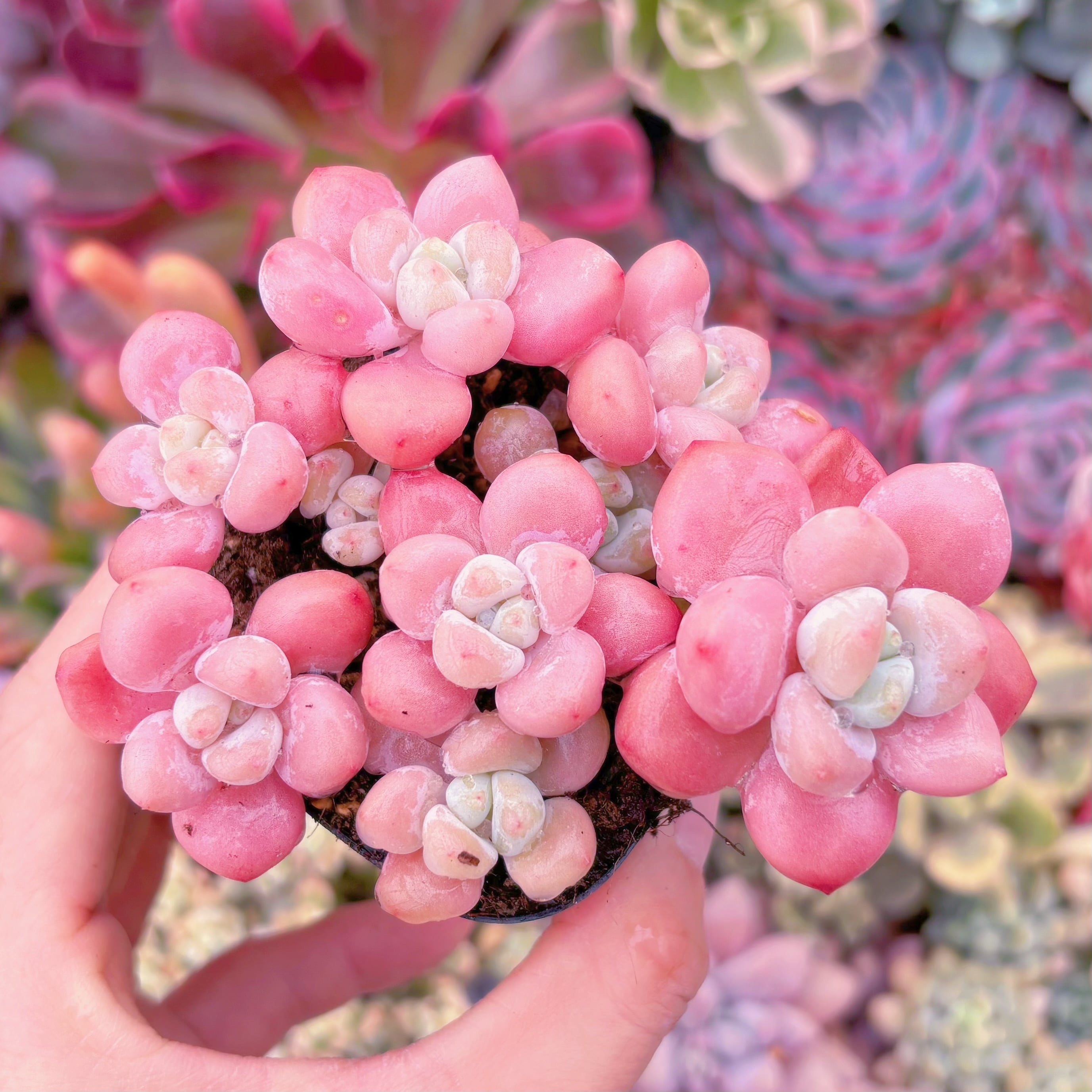 現品　マカロン#A24　群生　新入荷　るる農園