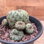 Sulcorebutia rauschii【スルコレブチア・ラウシー】