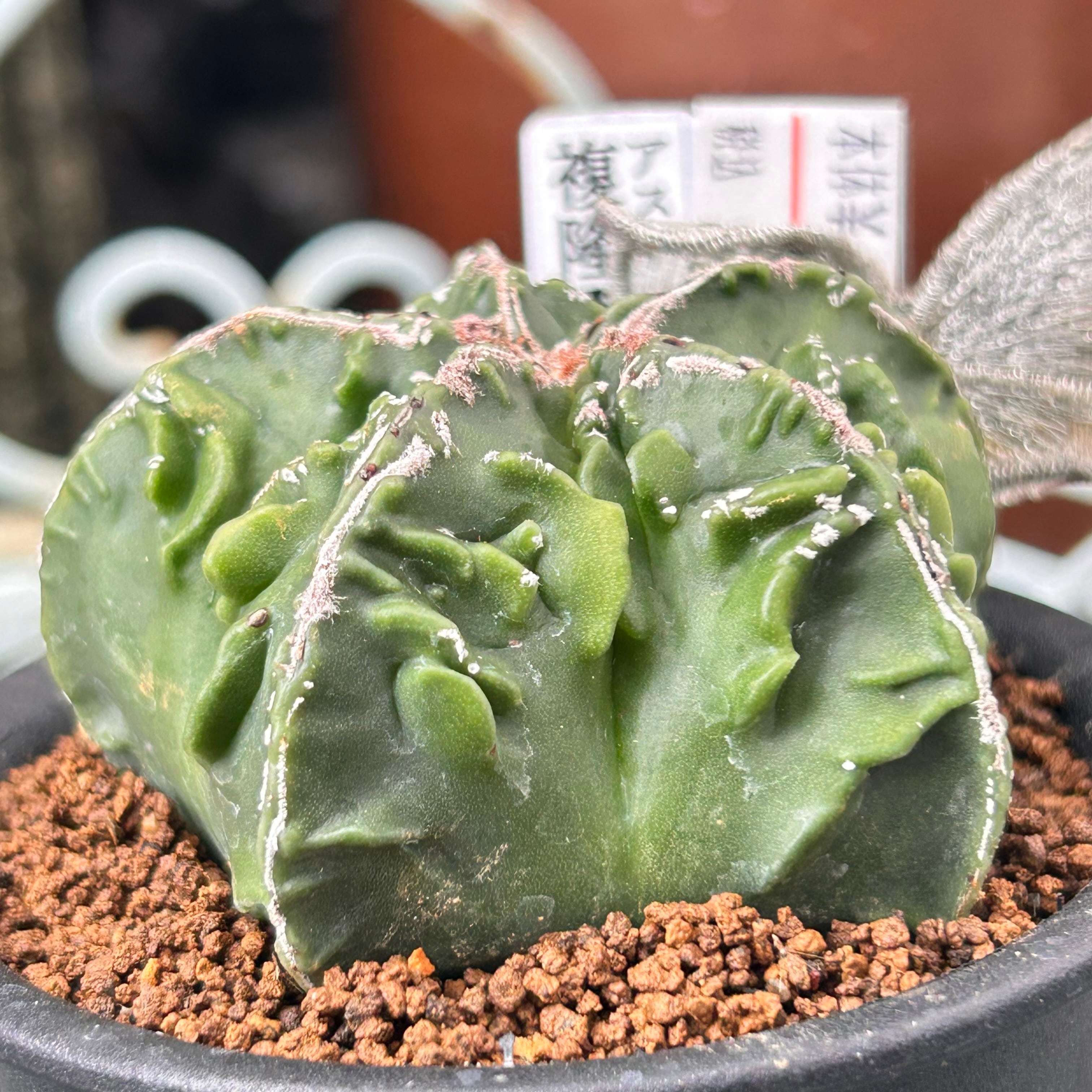 スウィートミント | RuPo 多肉植物専門店