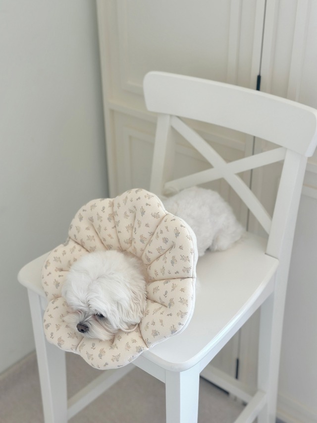 〈予約アイテム〉EYOU  /ピオナネックカラー  ソフトブロッサム　Mサイズ