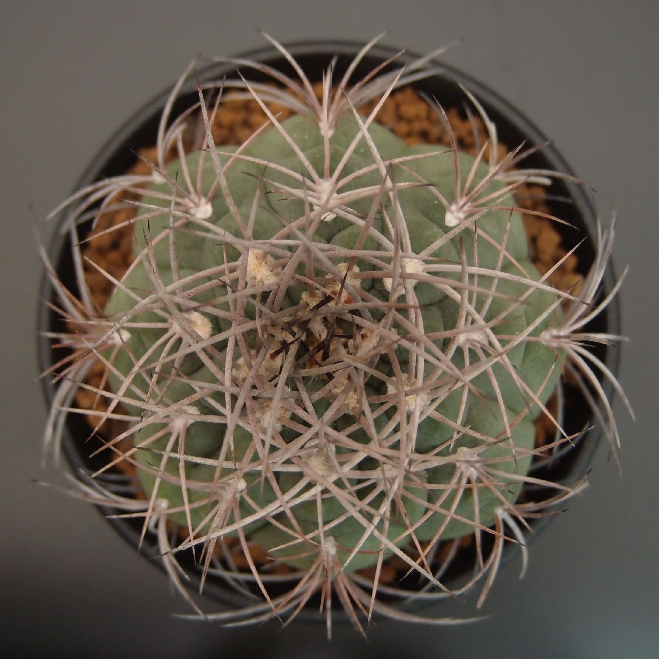 黒刺鳳頭 (B01)：ギムノカリキウム属 ※実生 | 万緑 BAN RYOKU