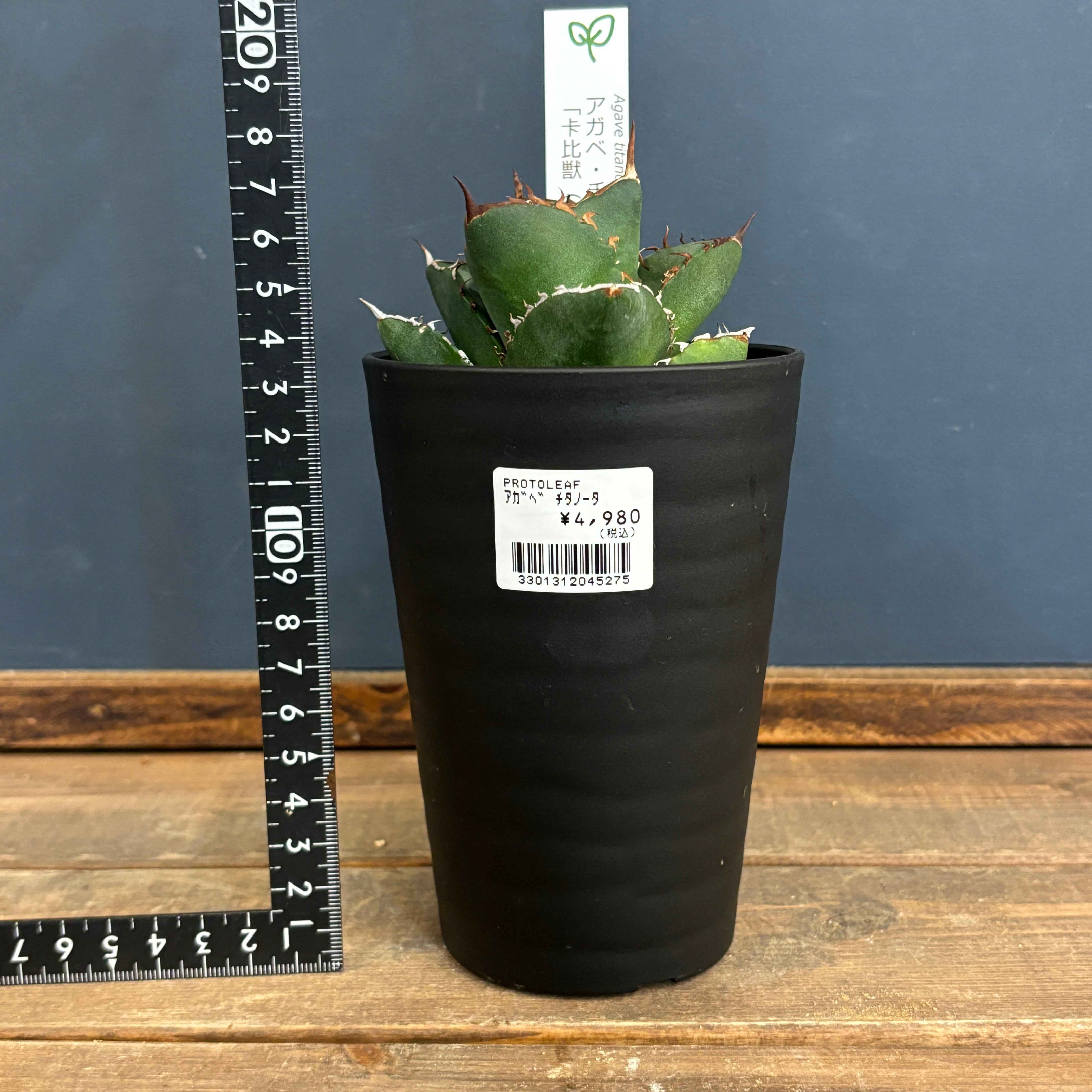 アガベ チタノタ カビゴン【734】 | PROTOLEAF プロトリーフ