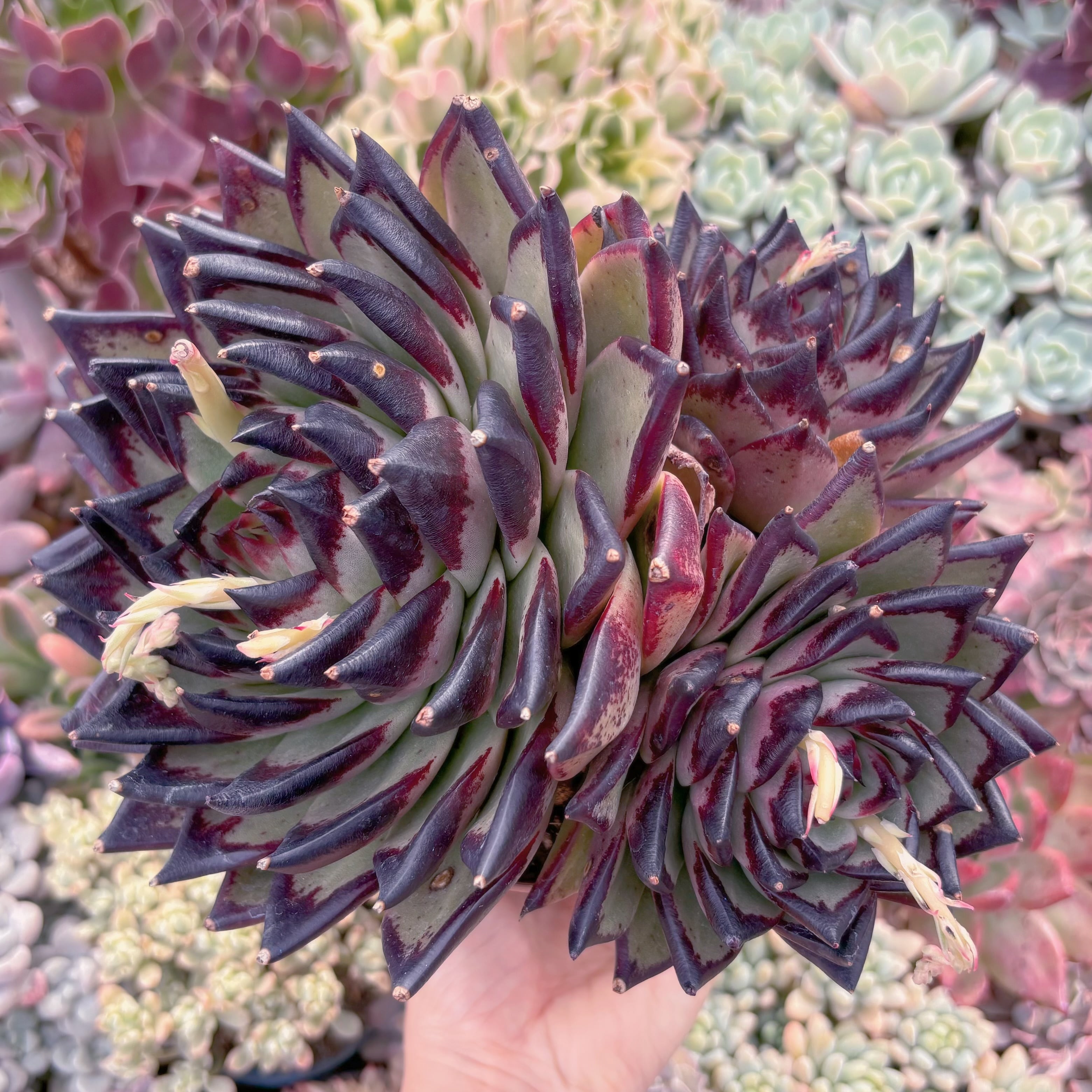 現品　黒魔王#A26   特大群生　るる農園