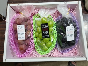 熊本県宇城市産 俊光園の詰め合わせ  シャインマスカット 藤稔 バイオレットキング ブラックビート クインニーナ マイハート 巨峰など（※季節により種類は異なります）