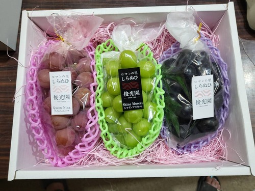 熊本県宇城市産 俊光園の詰め合わせ  シャインマスカット 藤稔 バイオレットキング ブラックビート クインニーナ マイハート 巨峰など（※季節により種類は異なります）