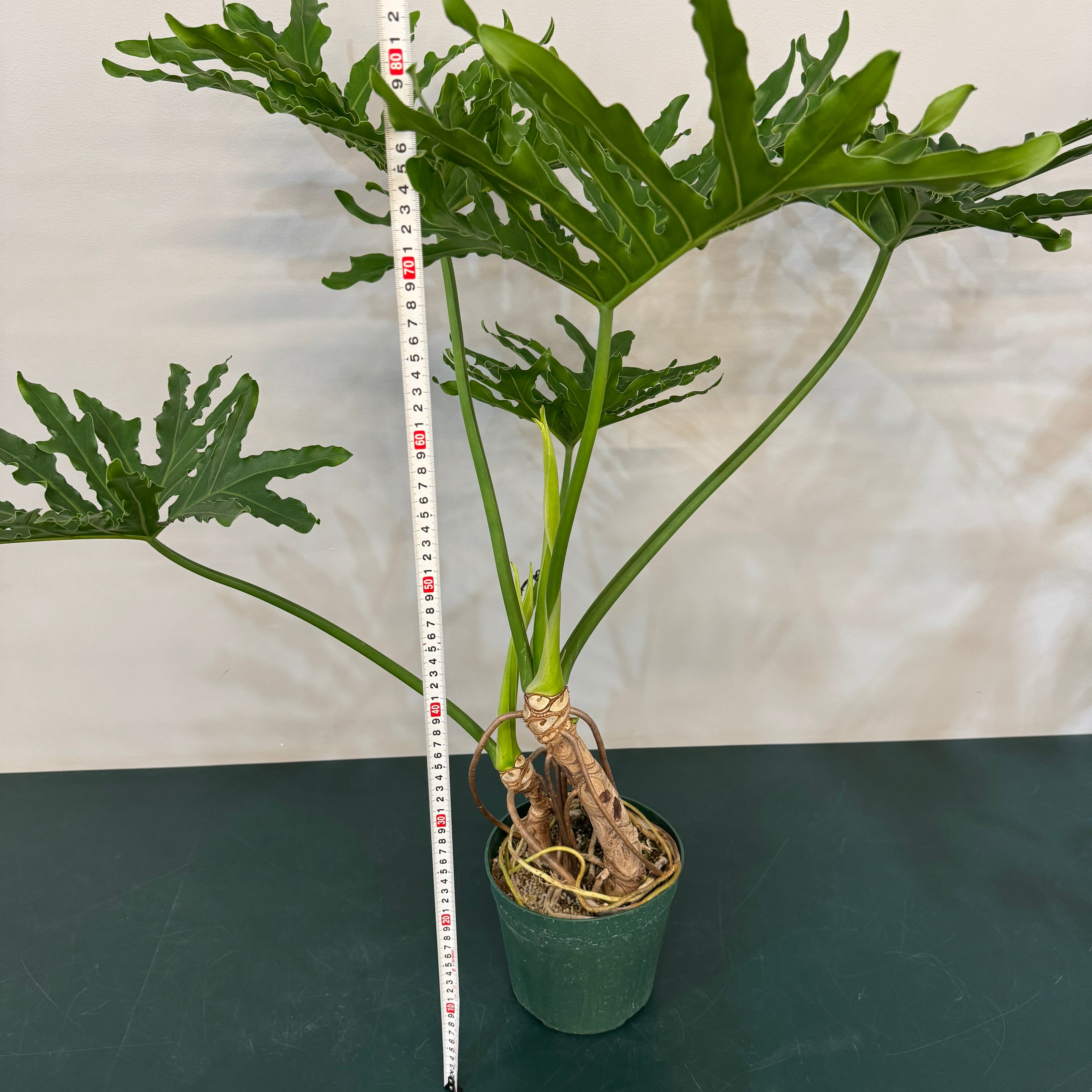 フィロデンドロン セローム【927】 | PROTOLEAF プロトリーフ