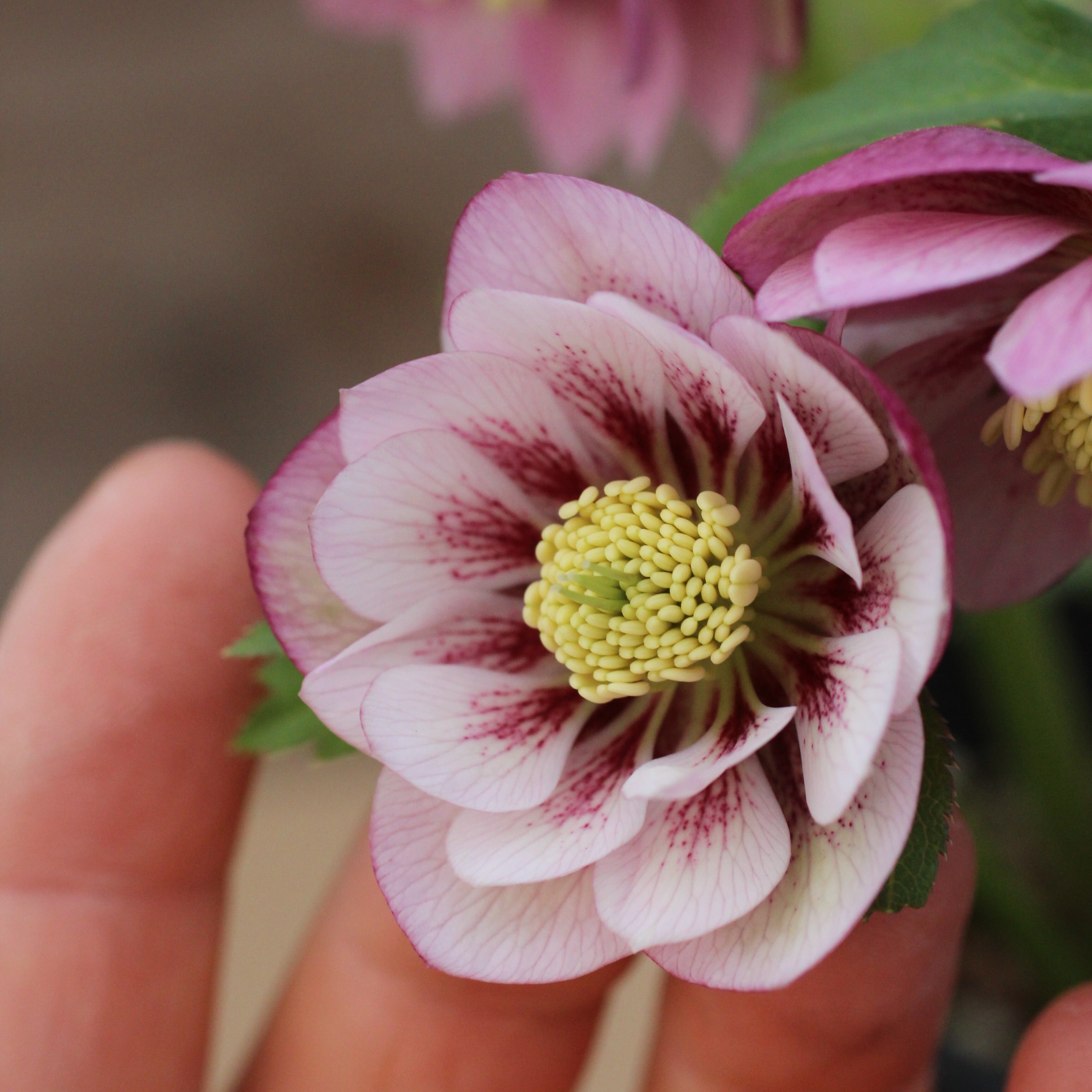 WS26-072 クリスマスローズ ウィンターシンフォニー ピンクフラッシュ