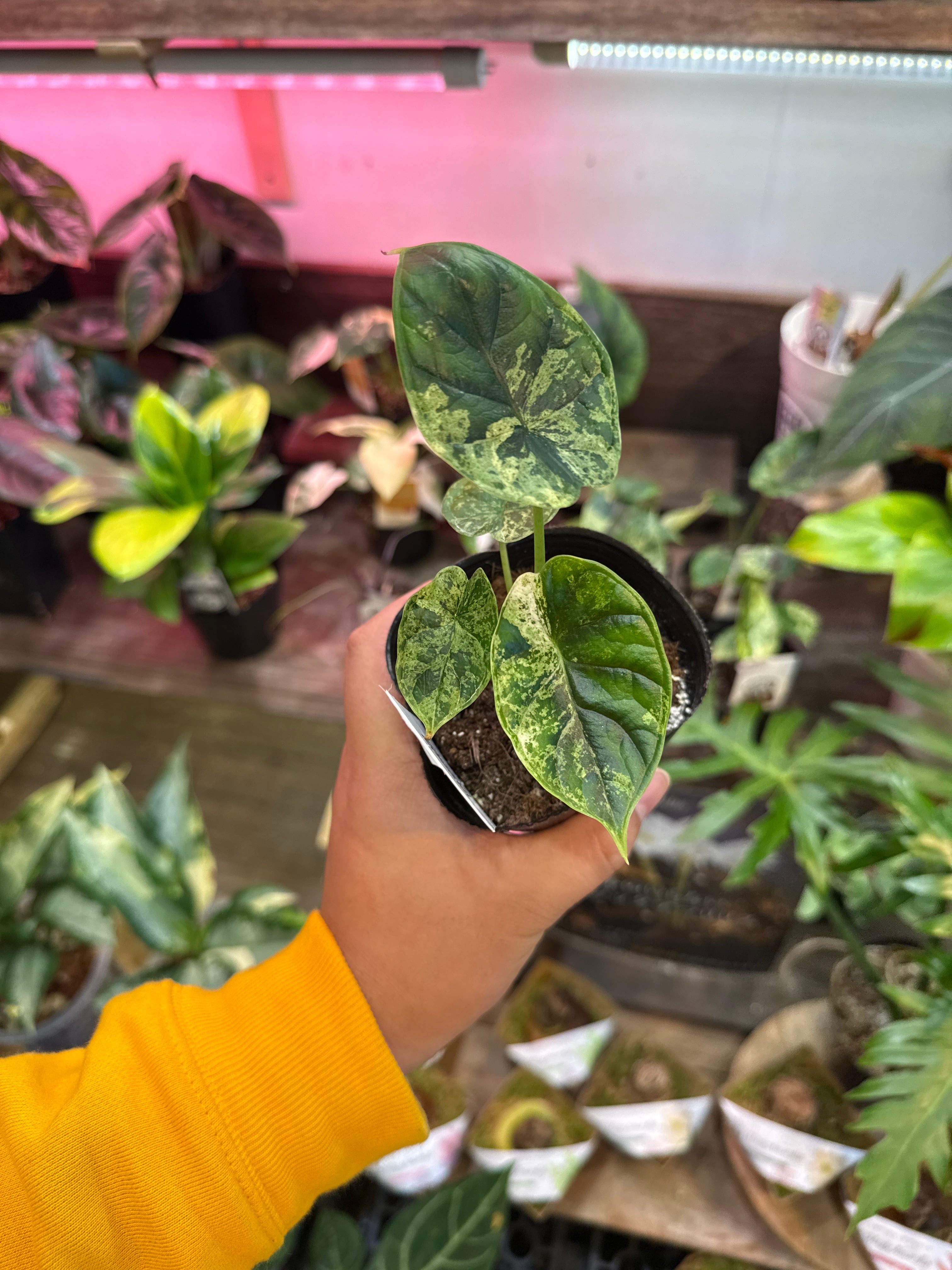 ⑤アロカシア ドラゴンスケールミント斑入り | Gardenえん 【観葉熱帯