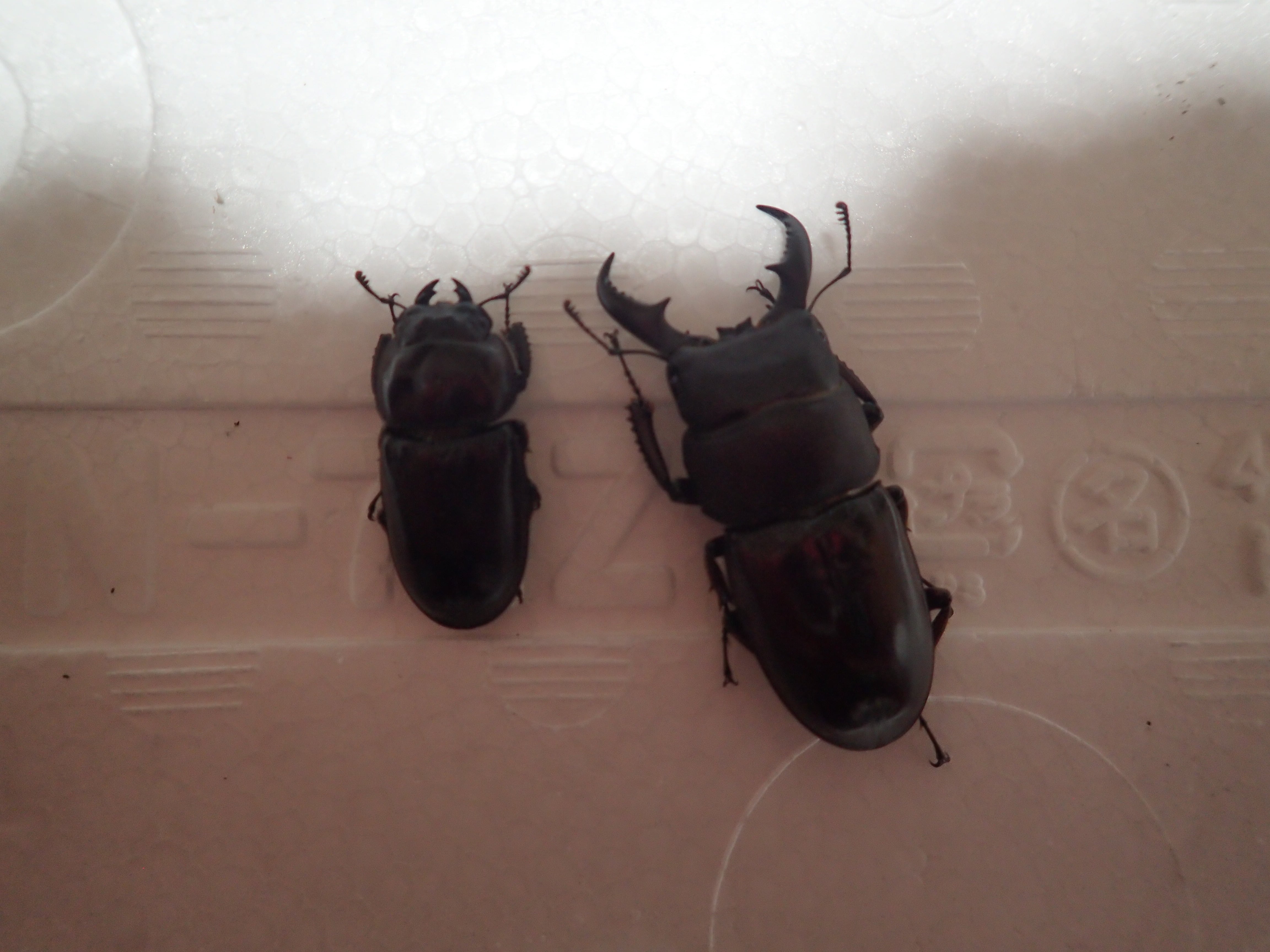 南大東島】ダイトウヒラタクワガタ♂45.5mm+♀WF2個体 | クワパーク九州