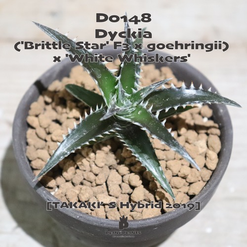 【送料無料】('Brittle Star' F3 x goehringii) x 'White Whiskers' 〔ディッキア original hybrid〕現品発送D0148